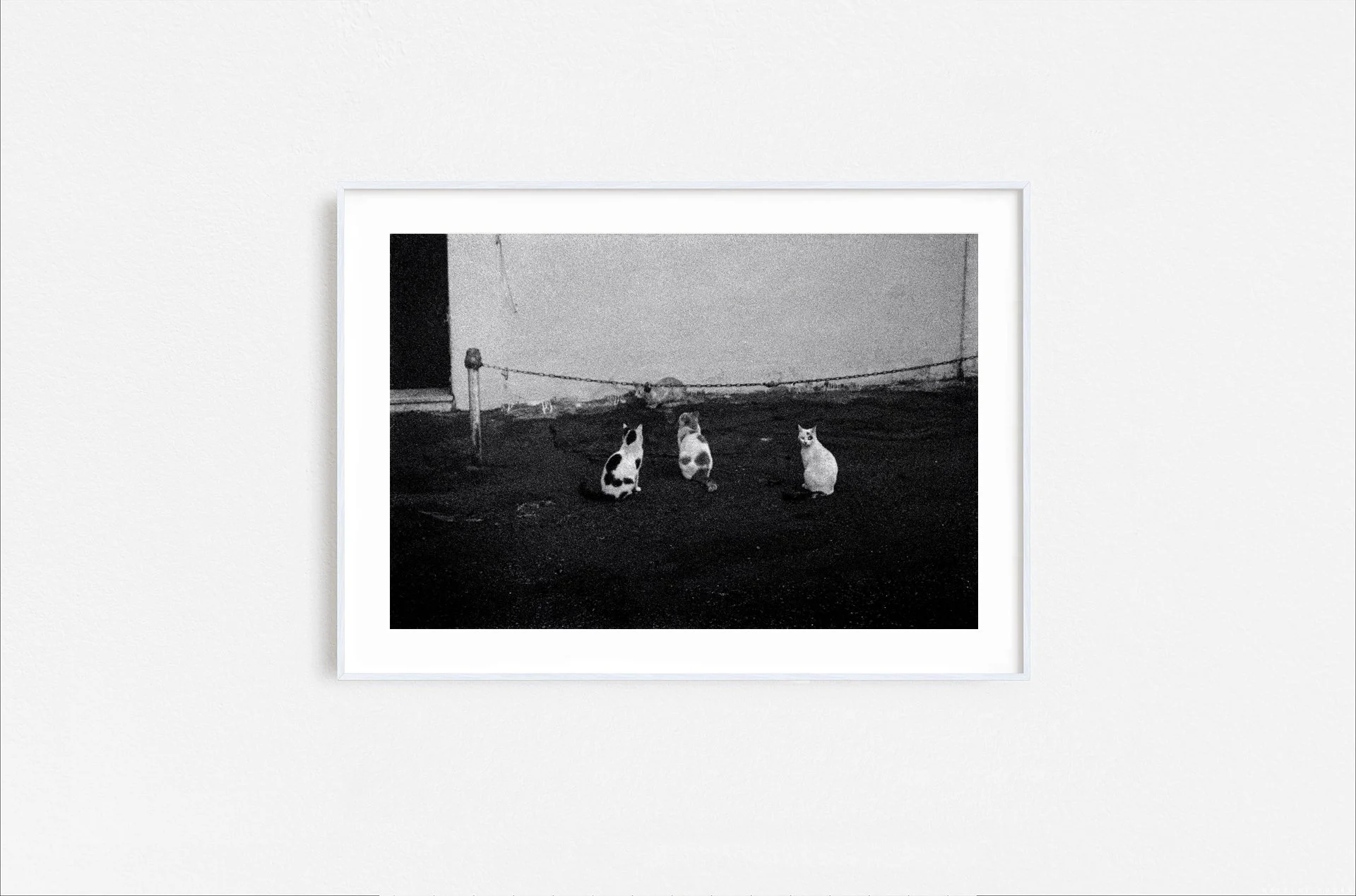 Walid Rashid_FineArtPrints_Walid Rashid_FineArtPrints_FourCats_whiteframe.jpg