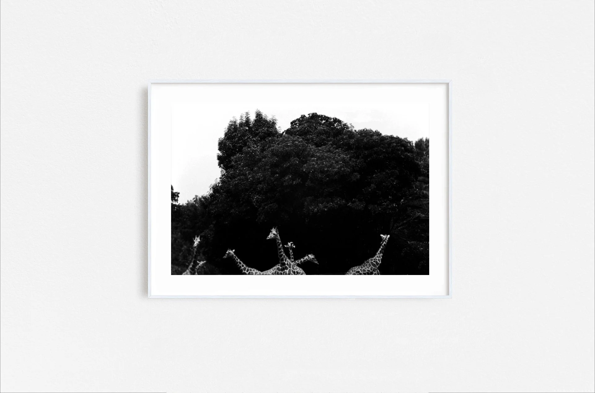 Walid Rashid_FineArtPrints_Giraffes_whiteframe.jpg