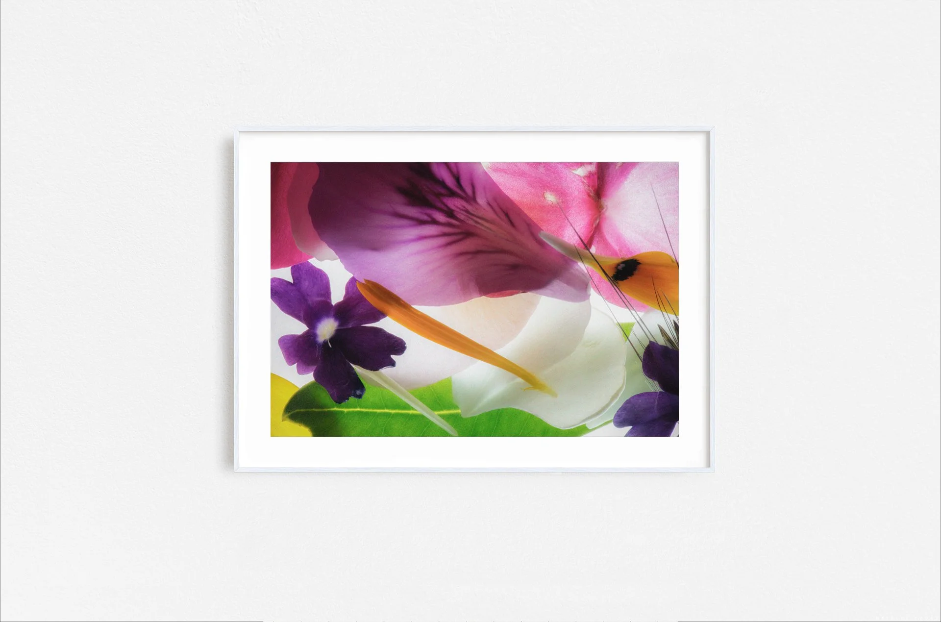 Walid Rashid_FineArtPrints_flowers_white frame.jpg