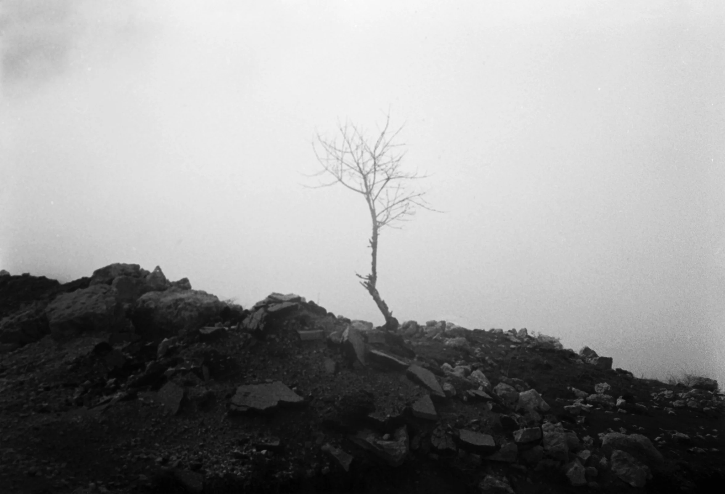 Walid Rashid_Alone in the fog_DSC_5459.jpg