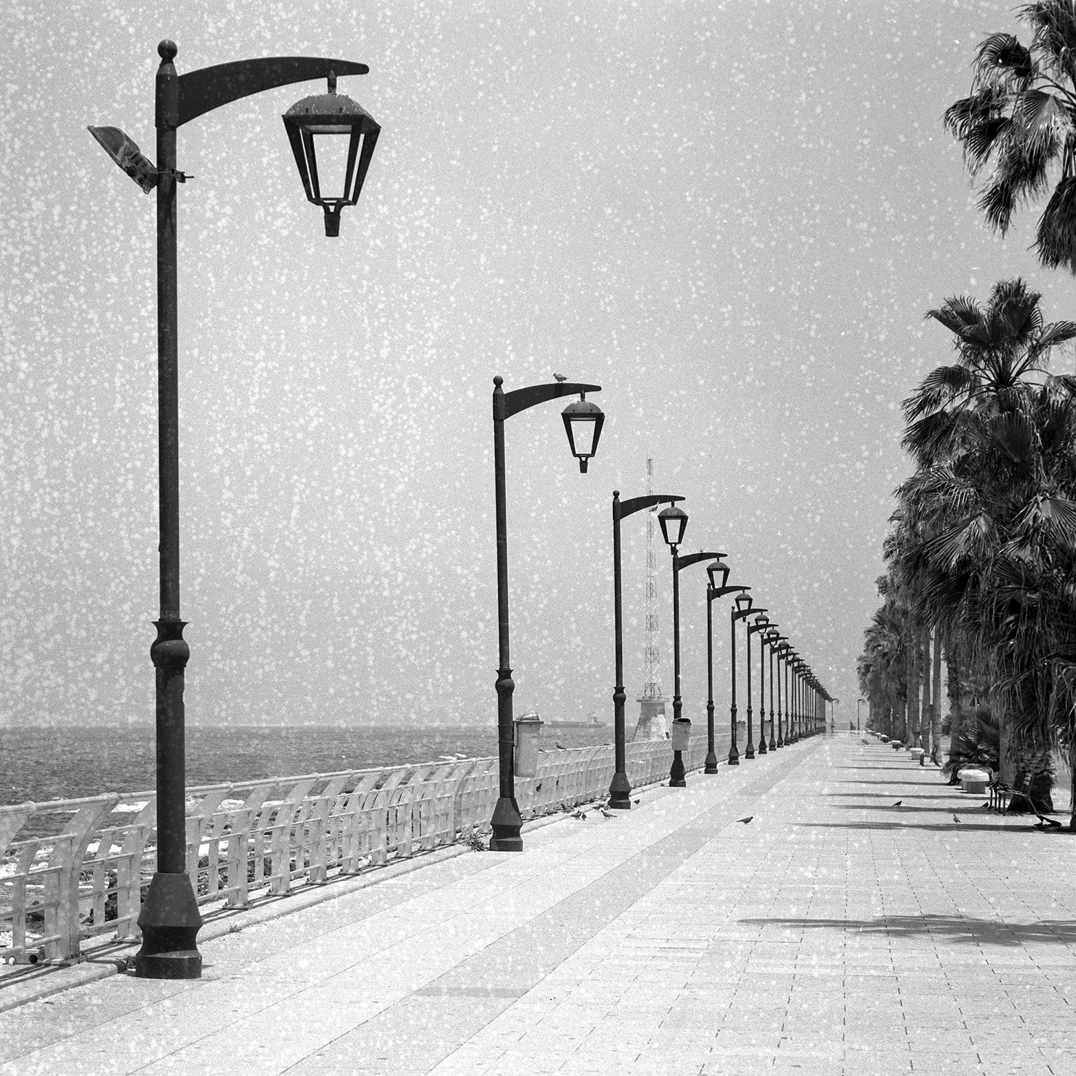 walidrashid_cornishe_DSC_5526.jpg