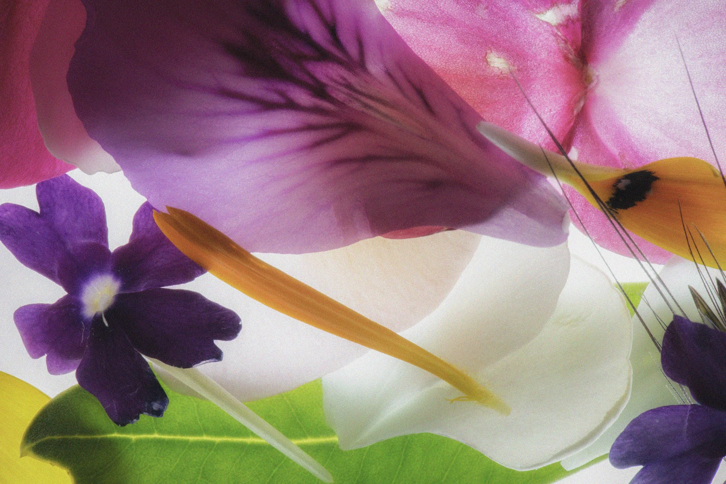 walidrashid_flowers_600_1222.jpg