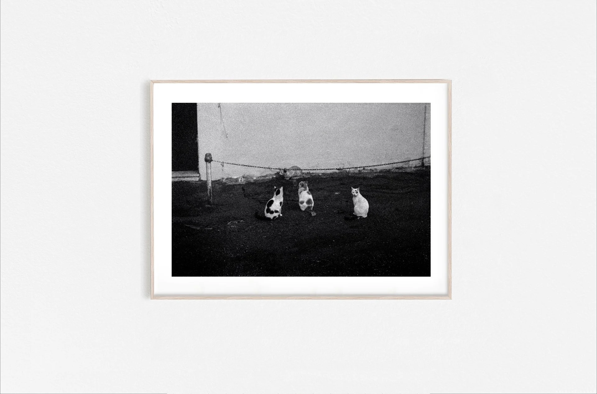 Walid Rashid_FineArtPrints_FourCats_Wooden.jpg
