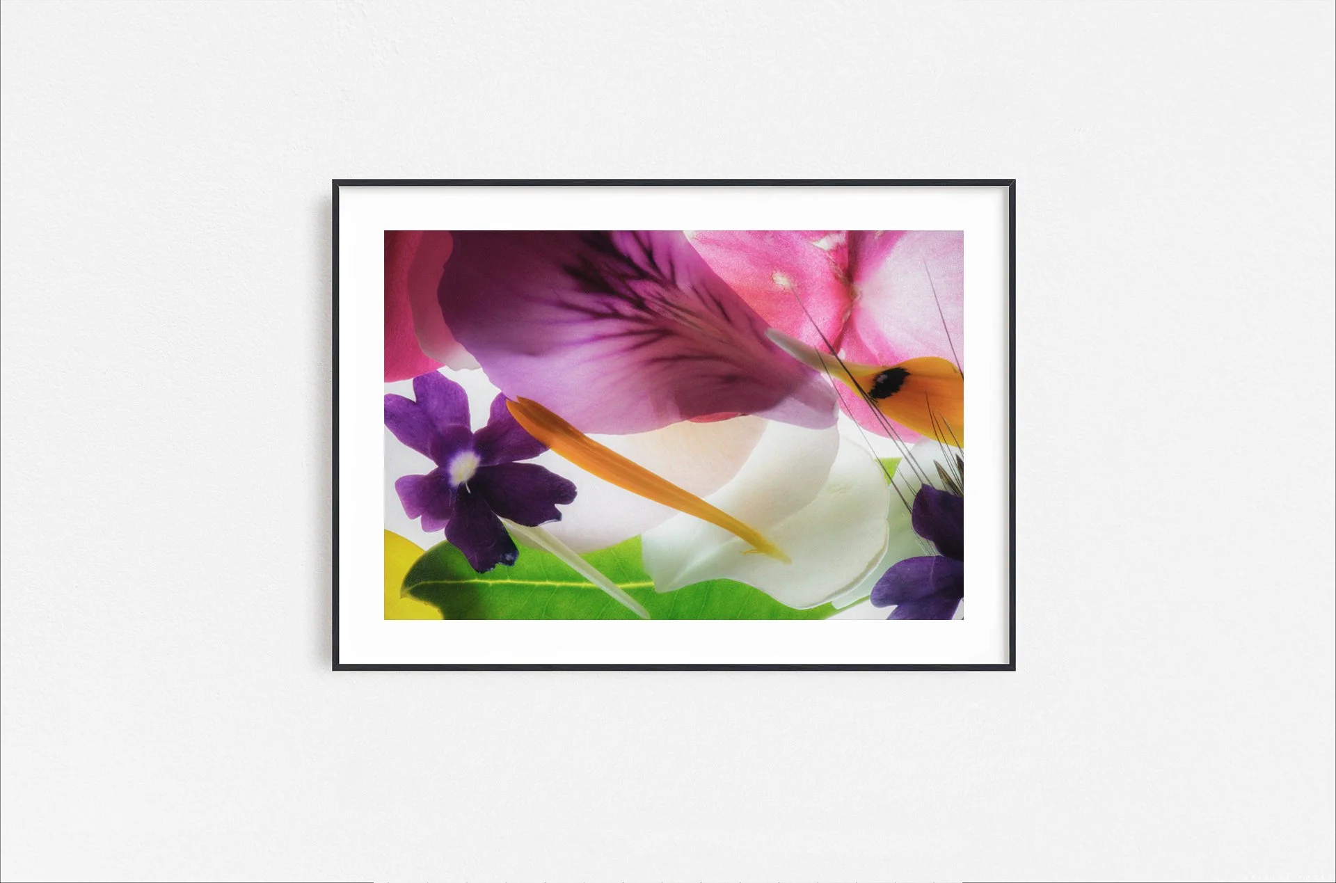Walid Rashid_FineArtPrints_flowers_blackframe.jpg