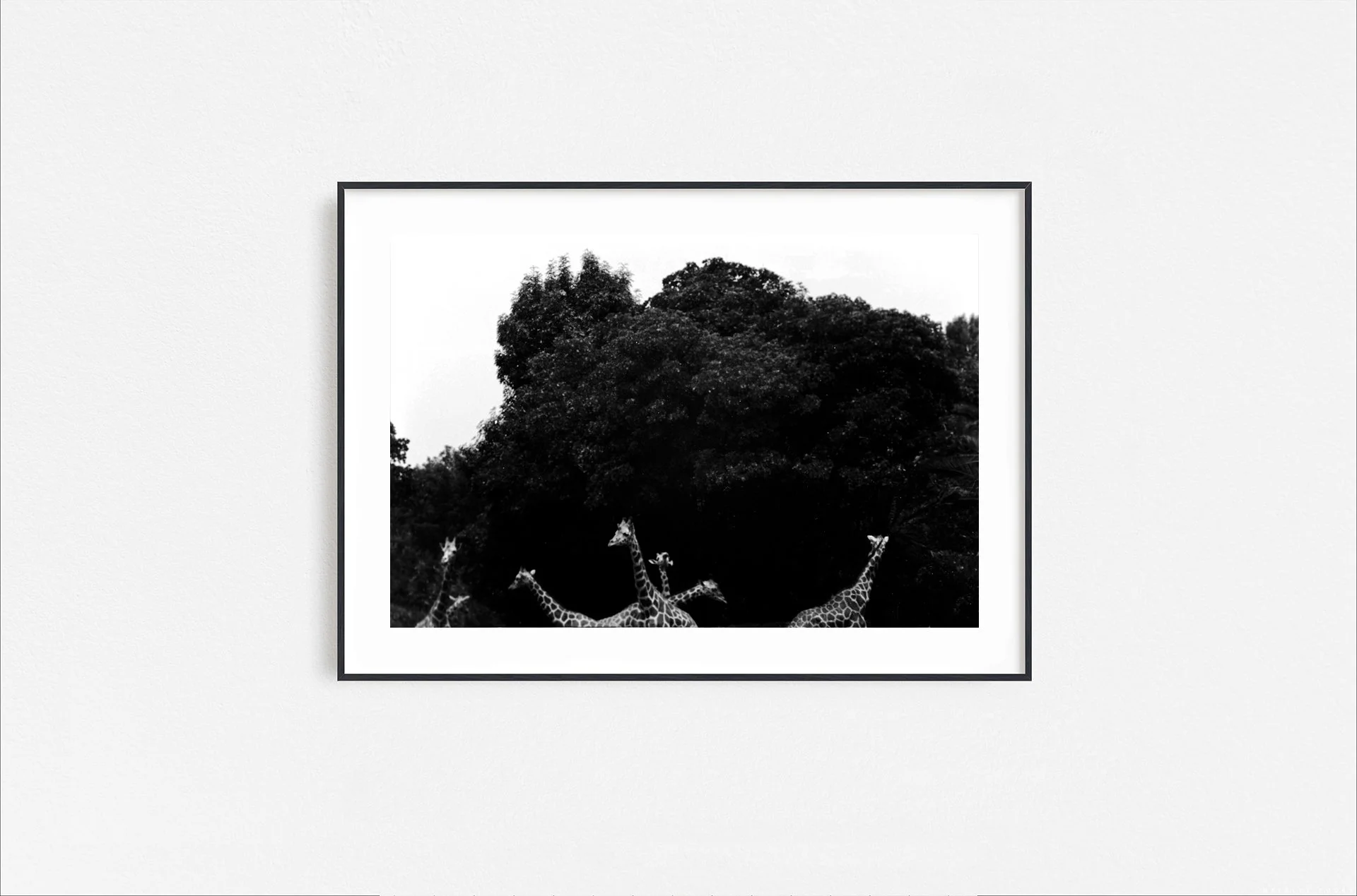 Walid Rashid_FineArtPrints_Giraffes_blackframe.jpg