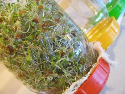 sprouts.jpg