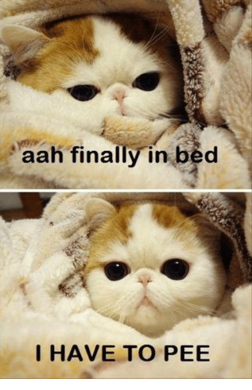 aah-finally-in-bed-i-have-to-pee-5575155.png