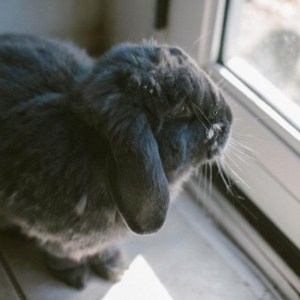  Boudicca likes to hop around and visit us while we’re working in Mercedes’ studio. 