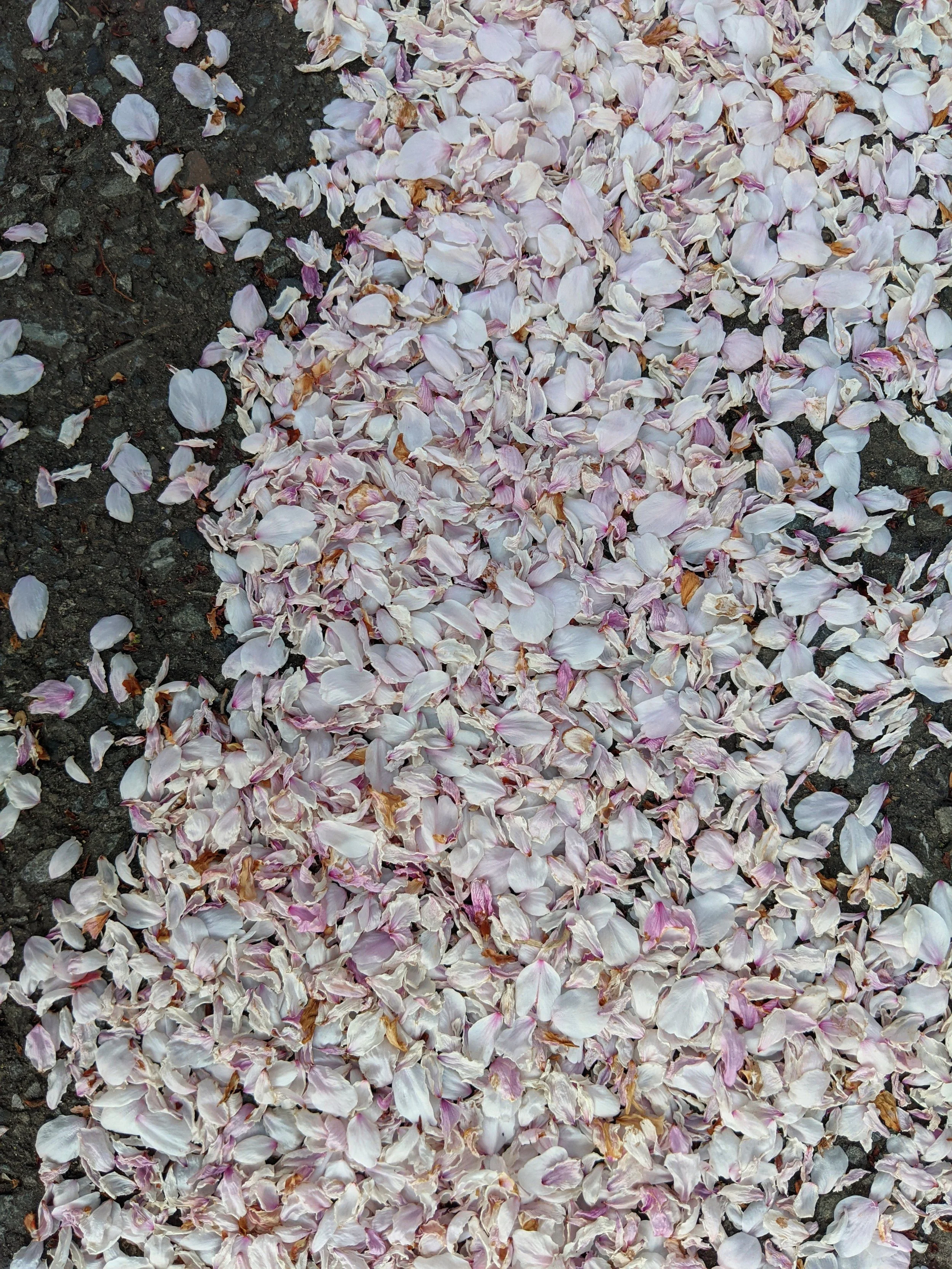 fallen Sakura petals.jpg (Copy)