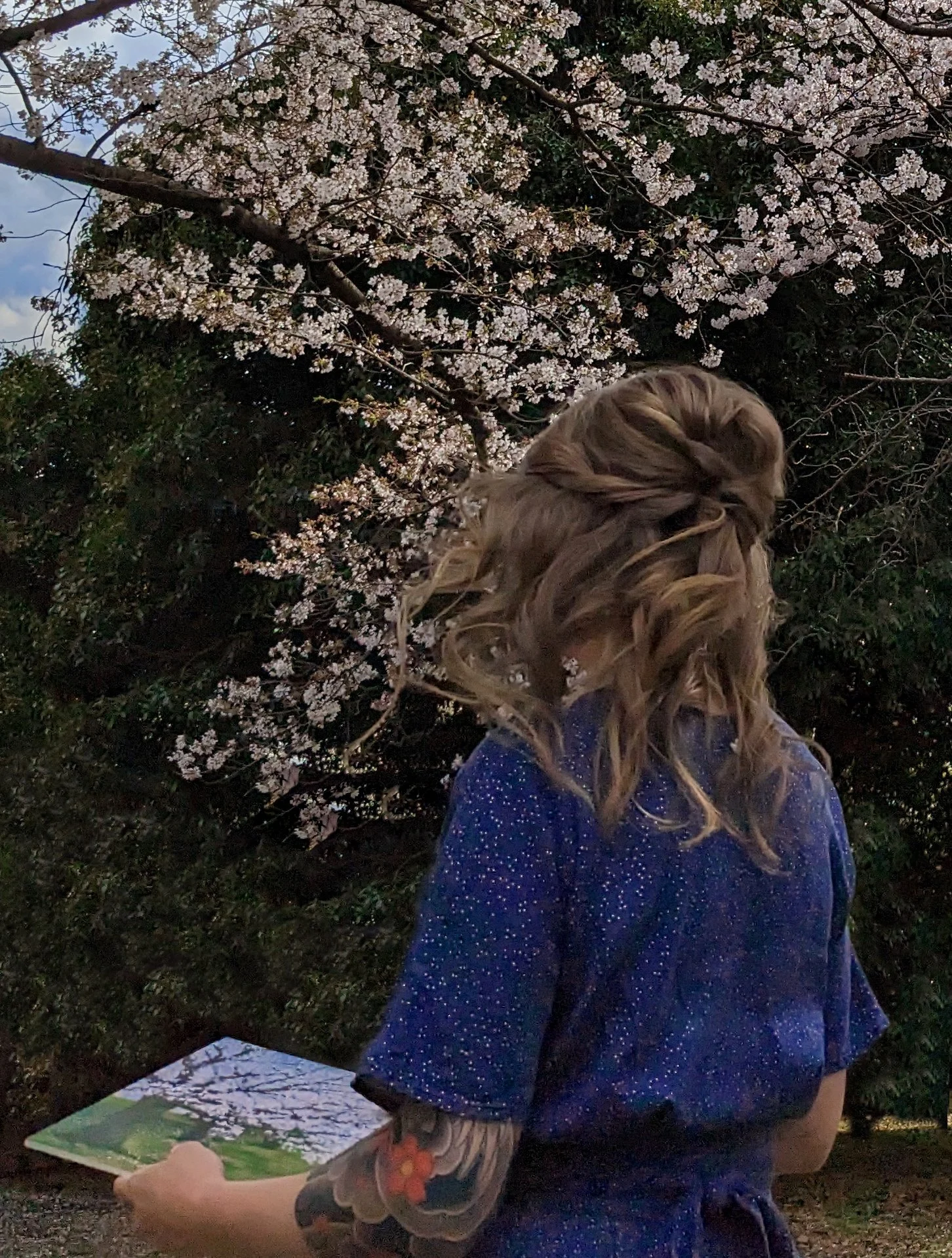back of Anna and Sakura treesED.jpg