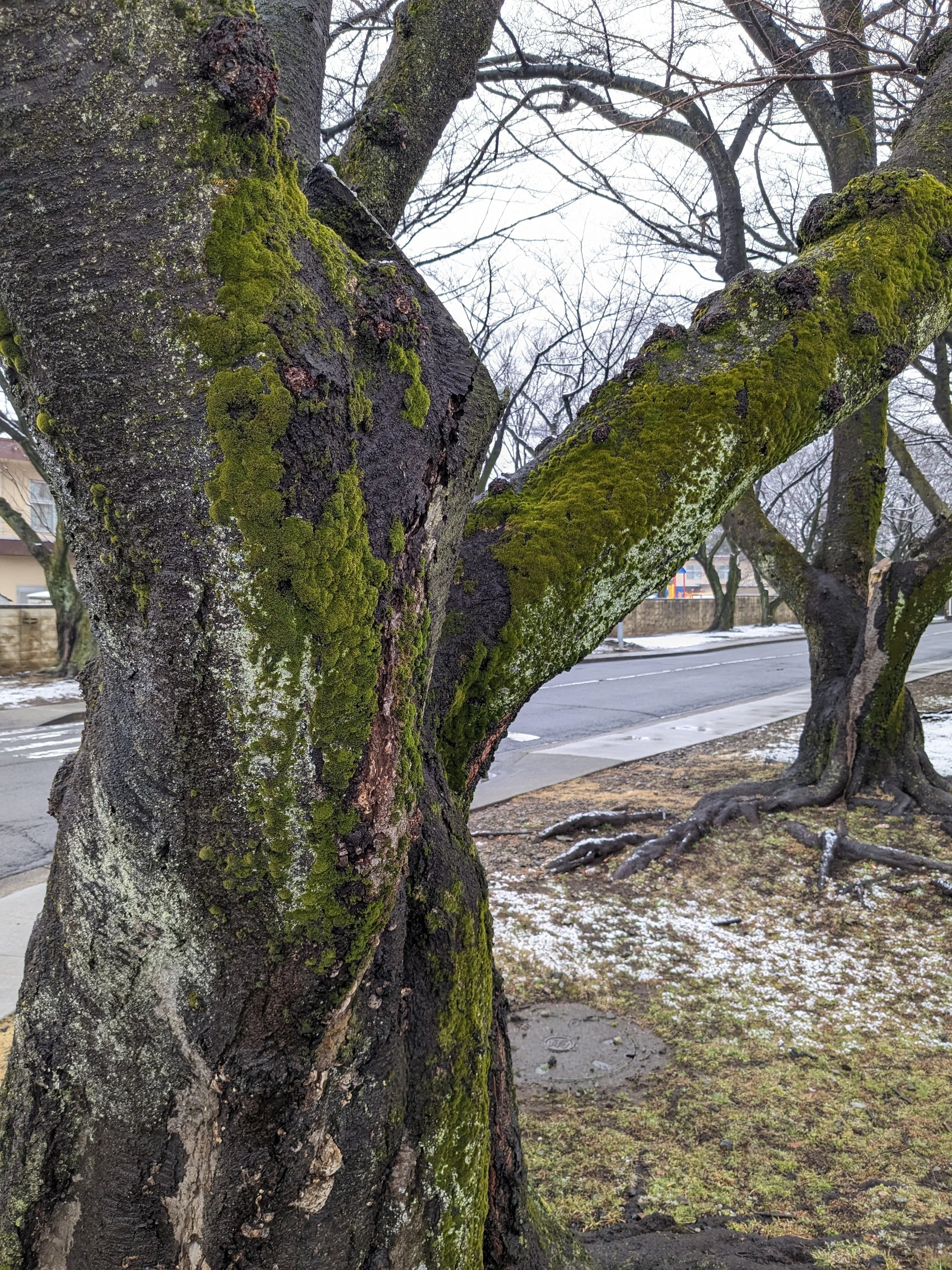 Tree Trunk Moss.Sakura.jpg