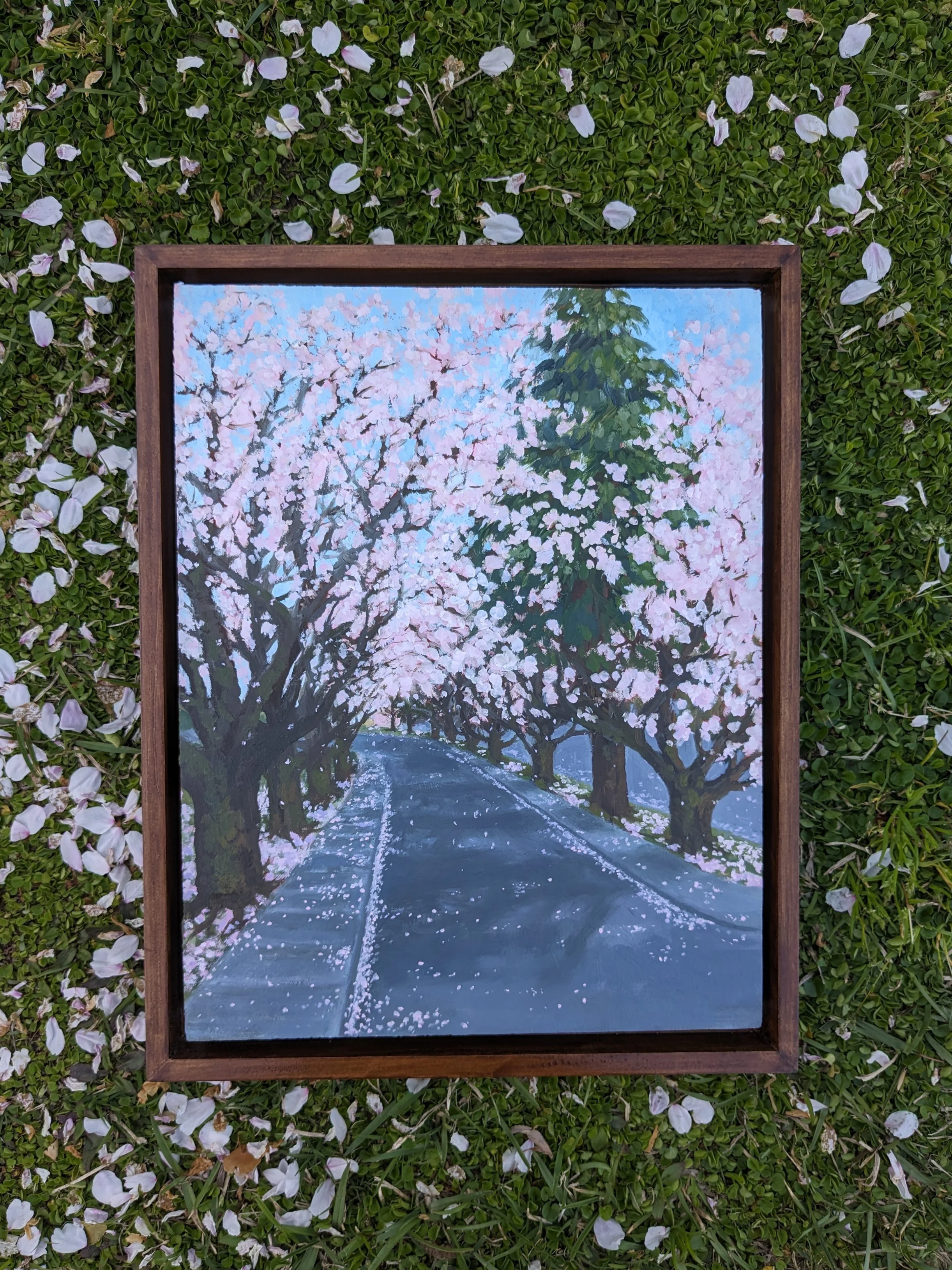 cherry blossom trees with cypress tree