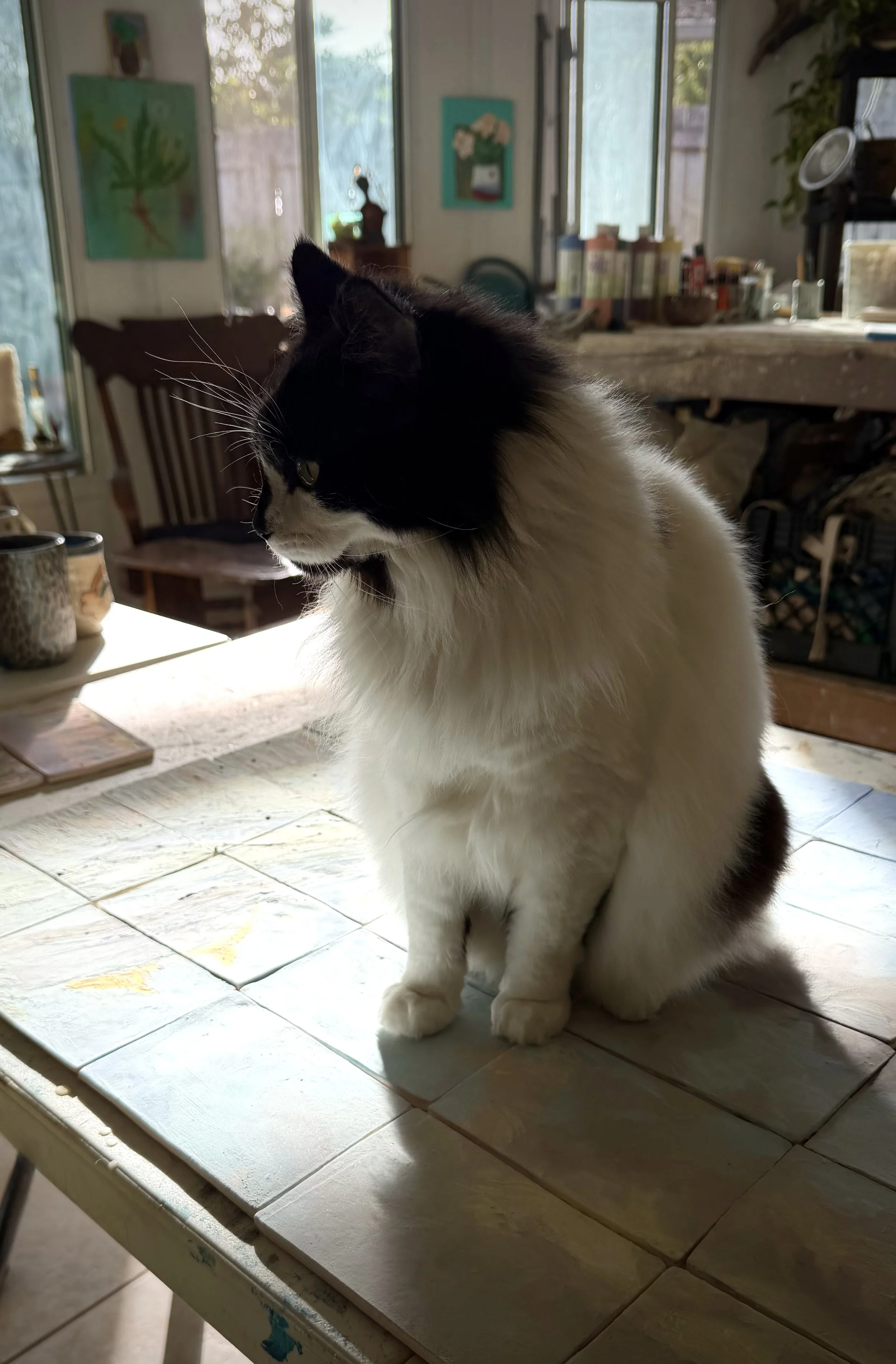 Artemis the Cat in the Studio.jpg