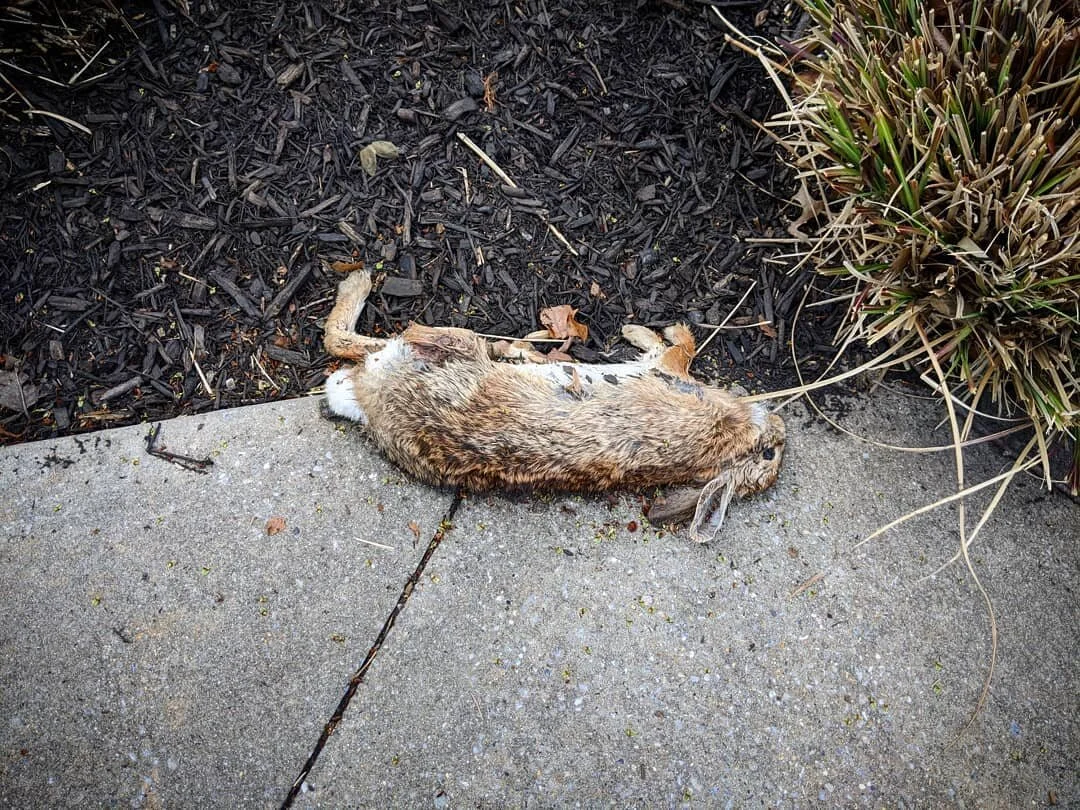 Went for a walk today (don't worry - we kept far away from folks) and not even 5 minutes into it, we stumbled upon a bad omen. #fuckcorona