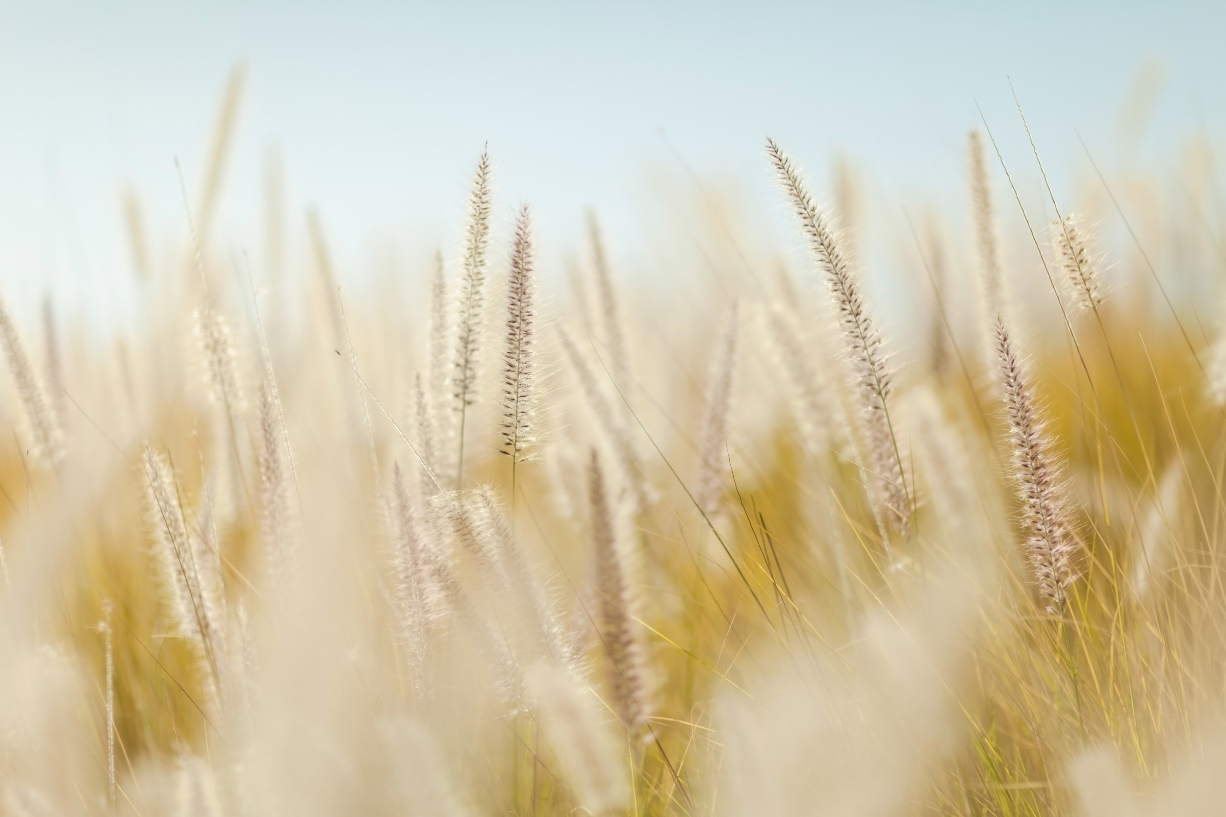 grass field.jpg