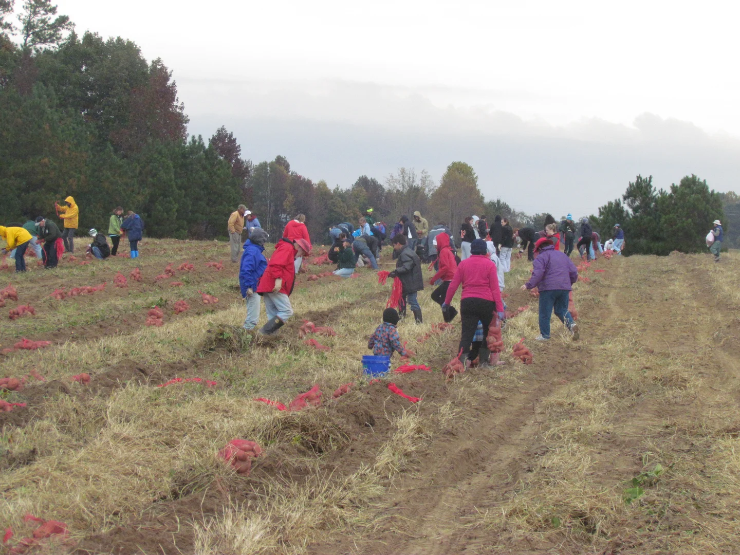 2015 Harvest Festival