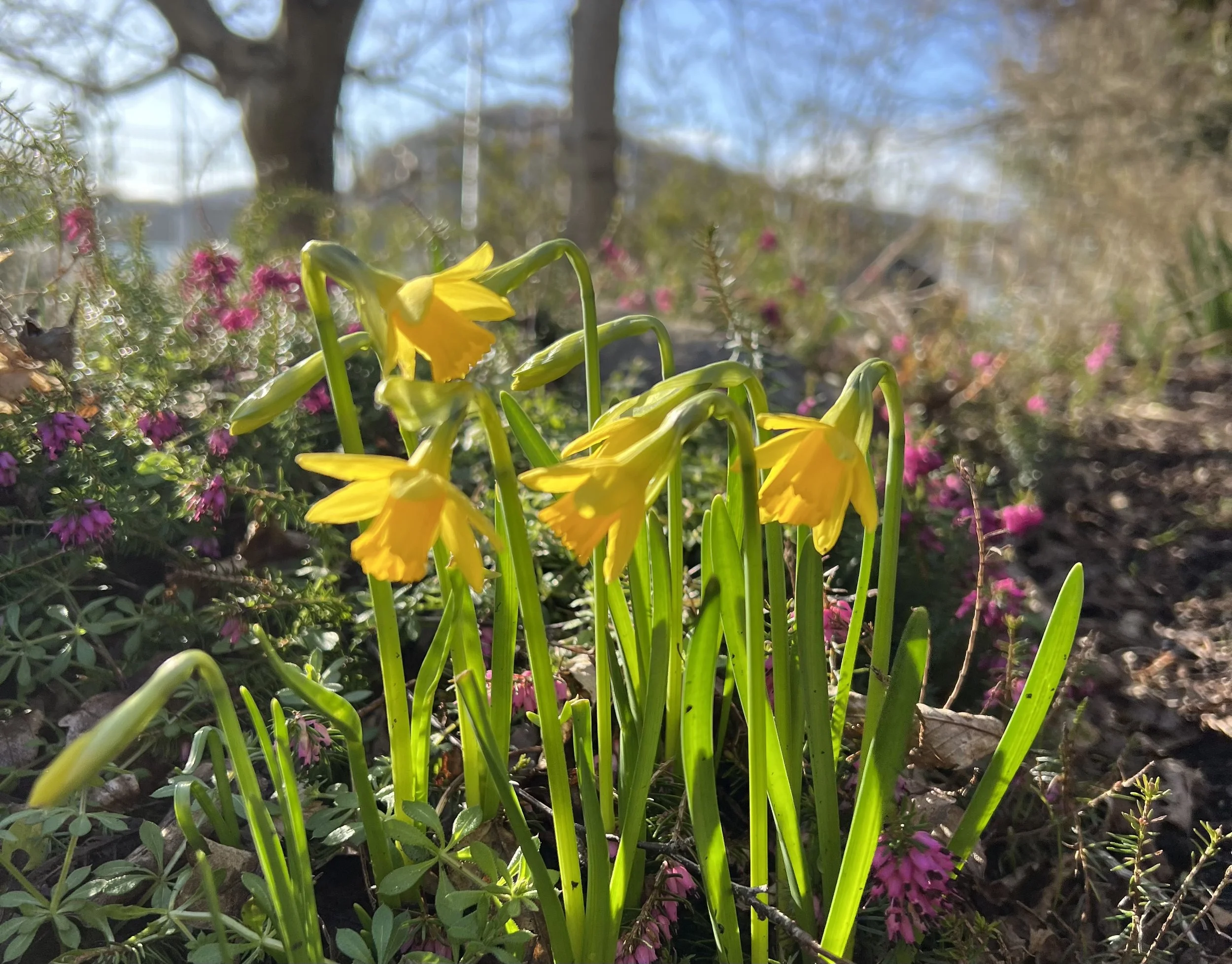 Essay - Back to the Song: Cultural Repair in a time of Ecological Crisis