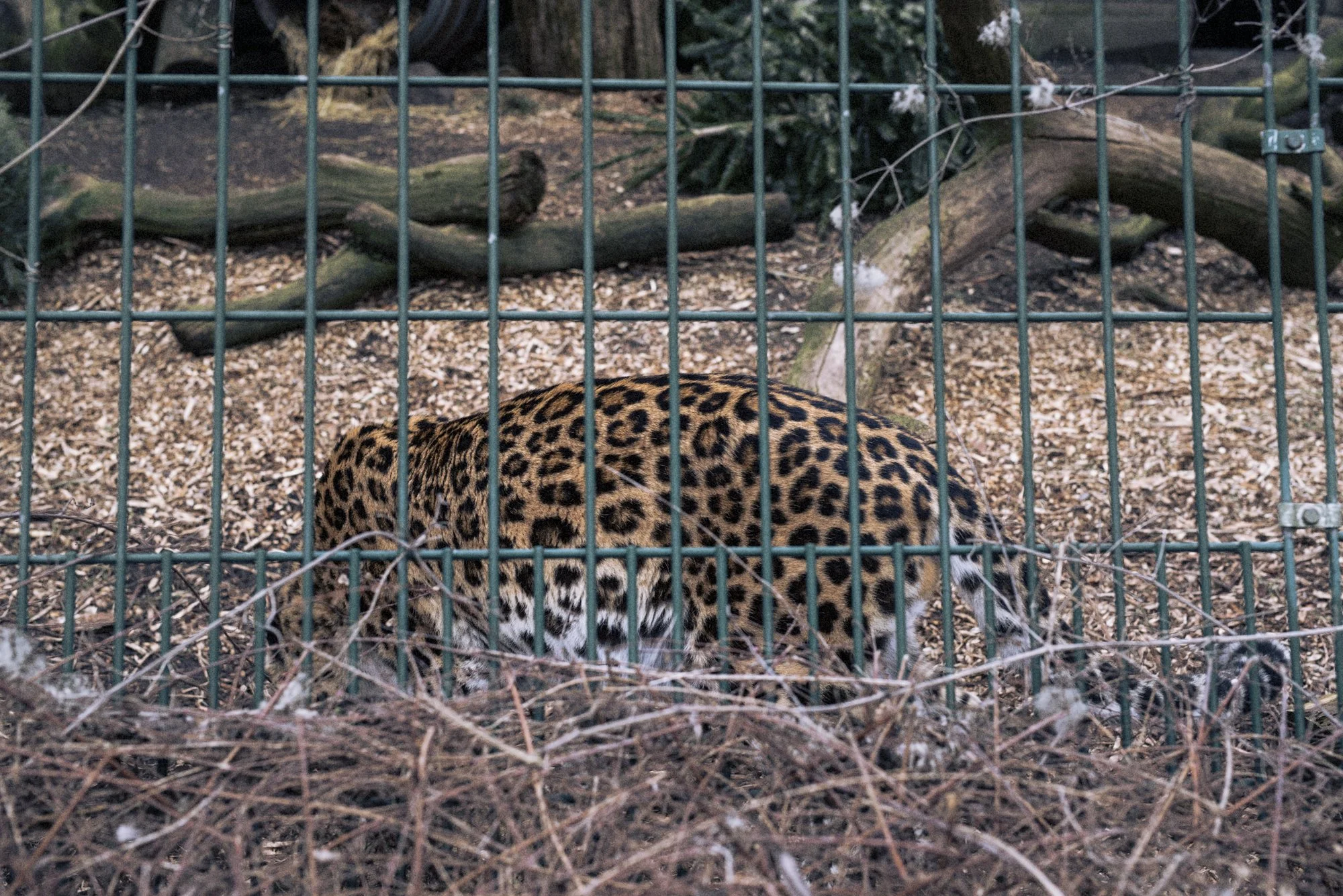zoochology-KimGranli-10.jpg