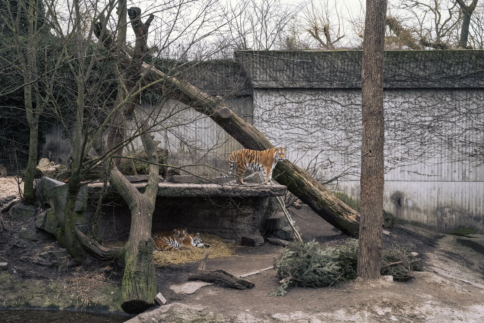 zoochology-KimGranli-15.jpg