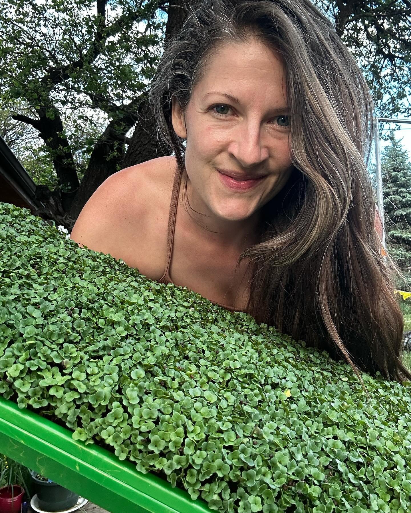 Winter is a litter rough around here for microgreens not quite right temps or humidity. But I&rsquo;m gonna start some more rounds up April 1st and that&rsquo;s no joke! Who&rsquo;s with me? Are you interested in growing micro greens or salad greens 