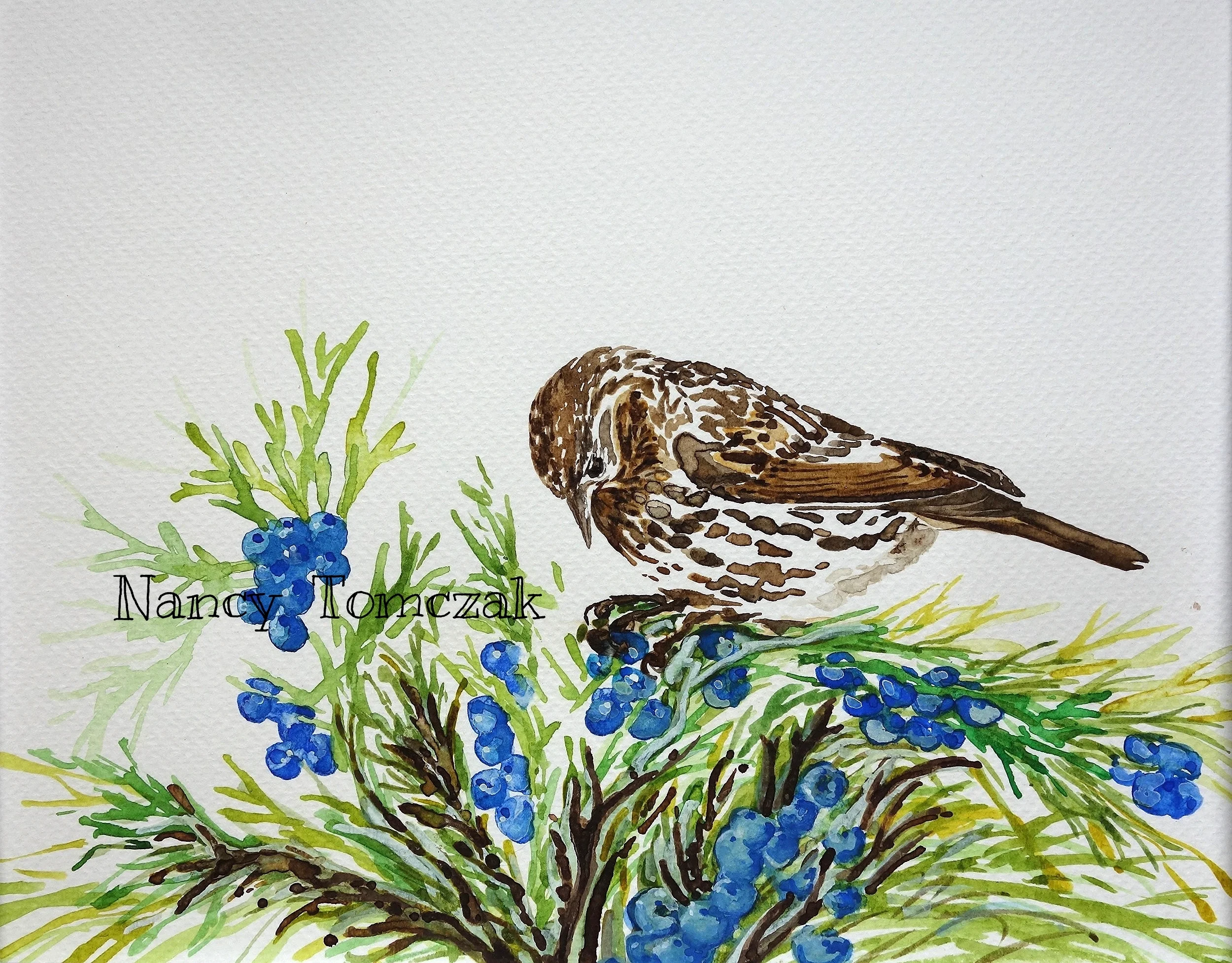Pine Siskin With Juniper Berries
