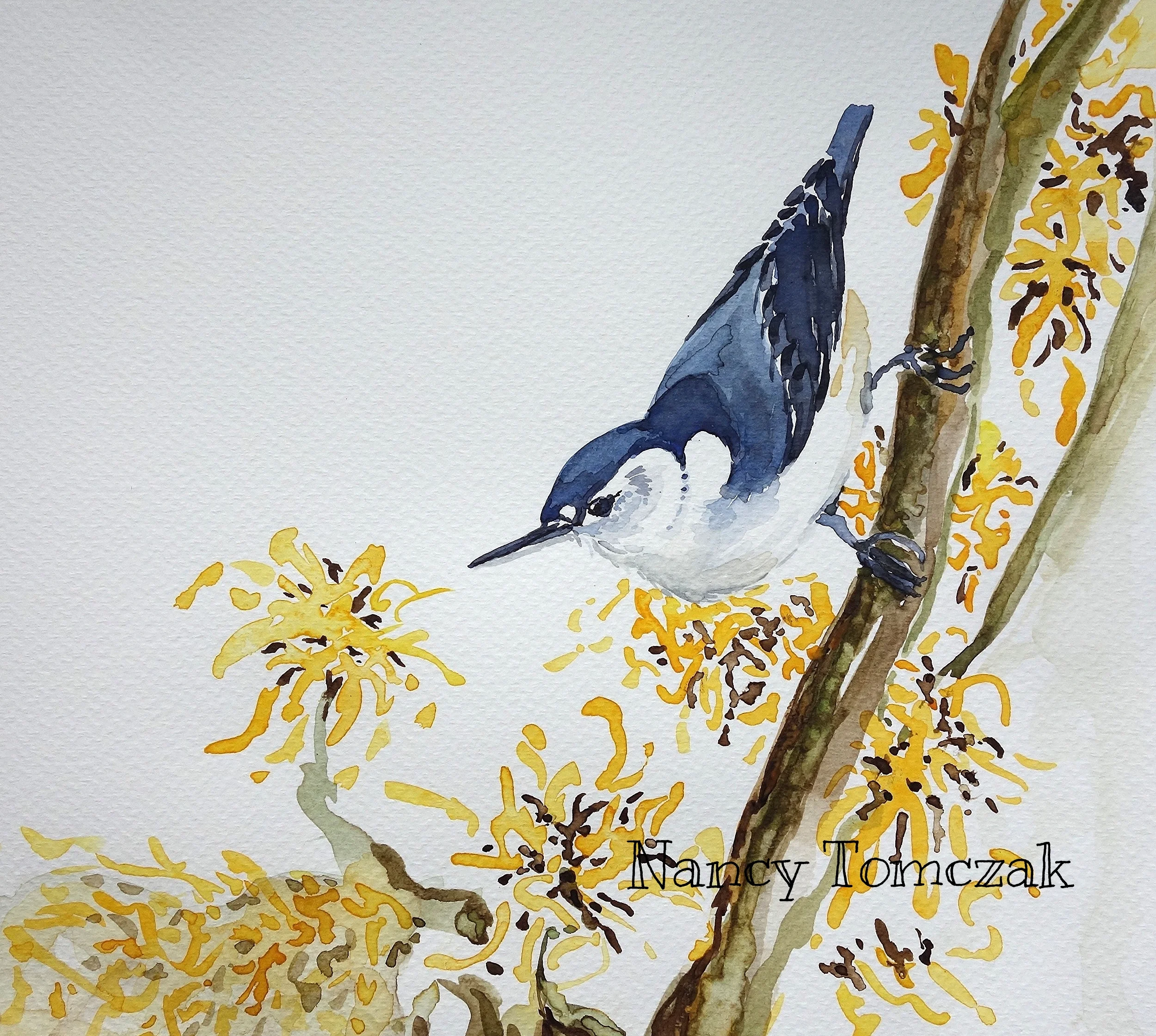 Nuthatch In A Witch Hazel Tree