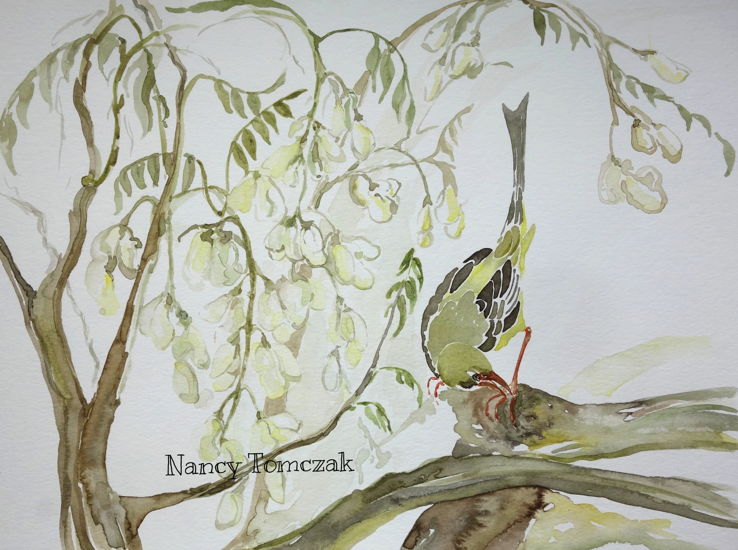 Cuckoo In Wysteria 