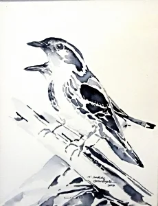 Black And White Warblers