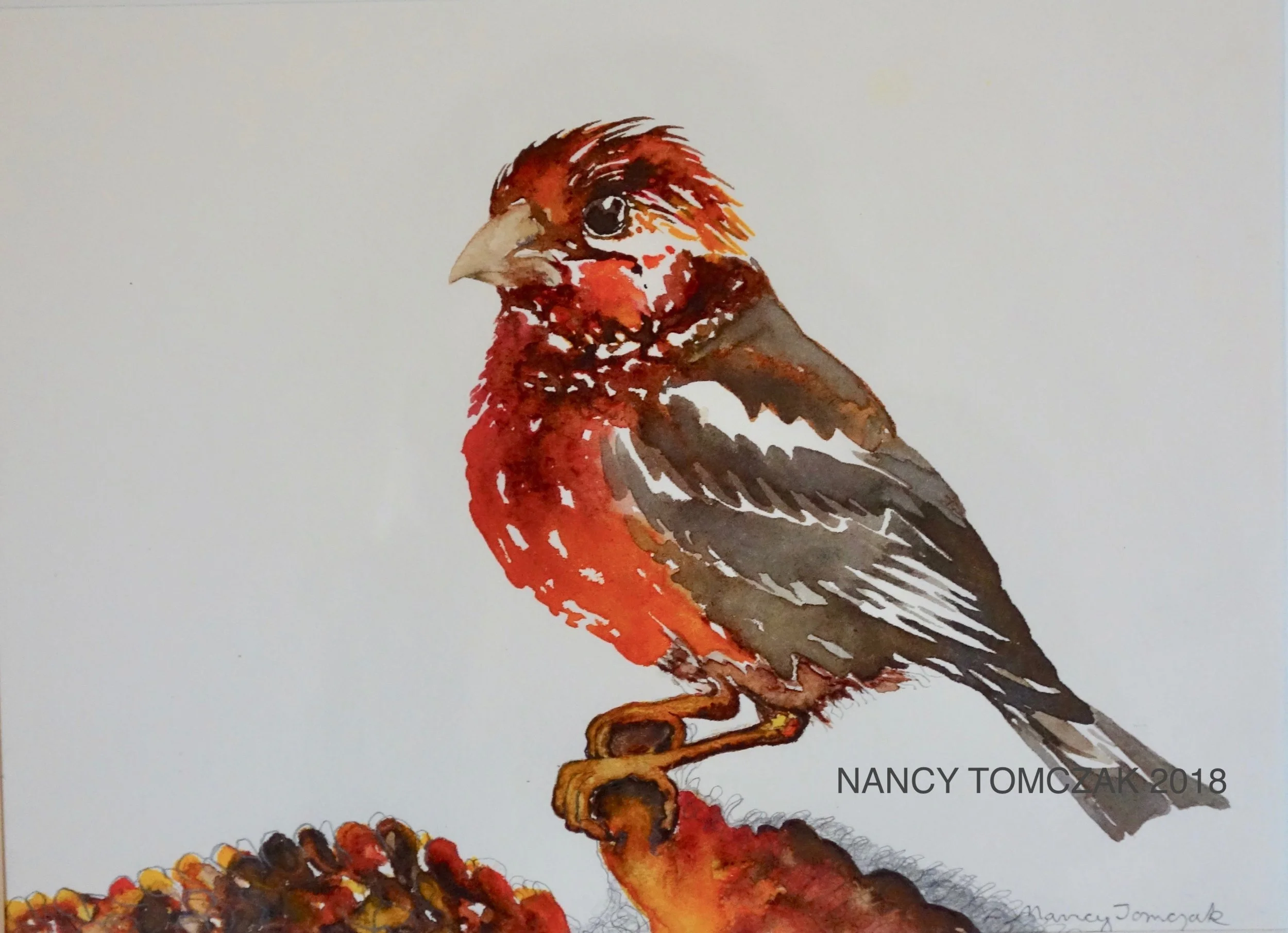 HOUSE FINCH