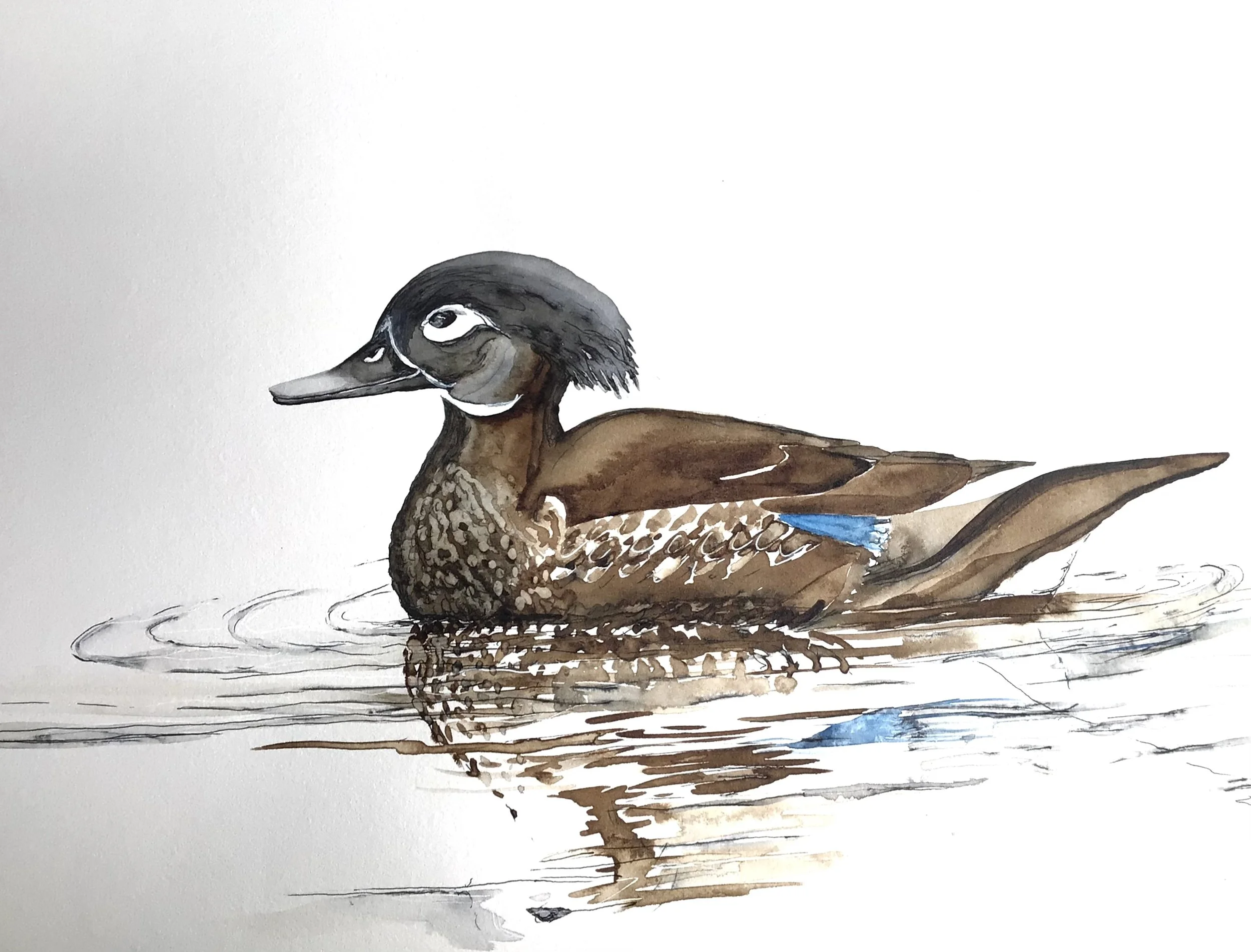WOOD DUCK FEMALE