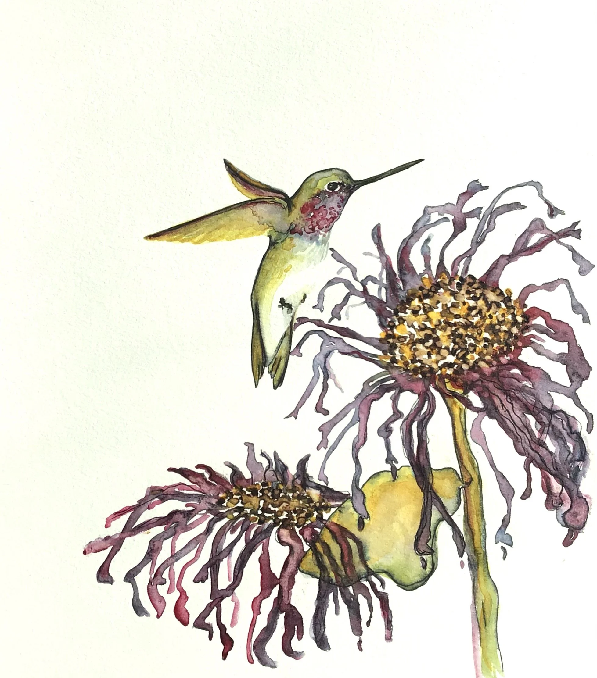 HUMMINGBIRD IN BEE BALM