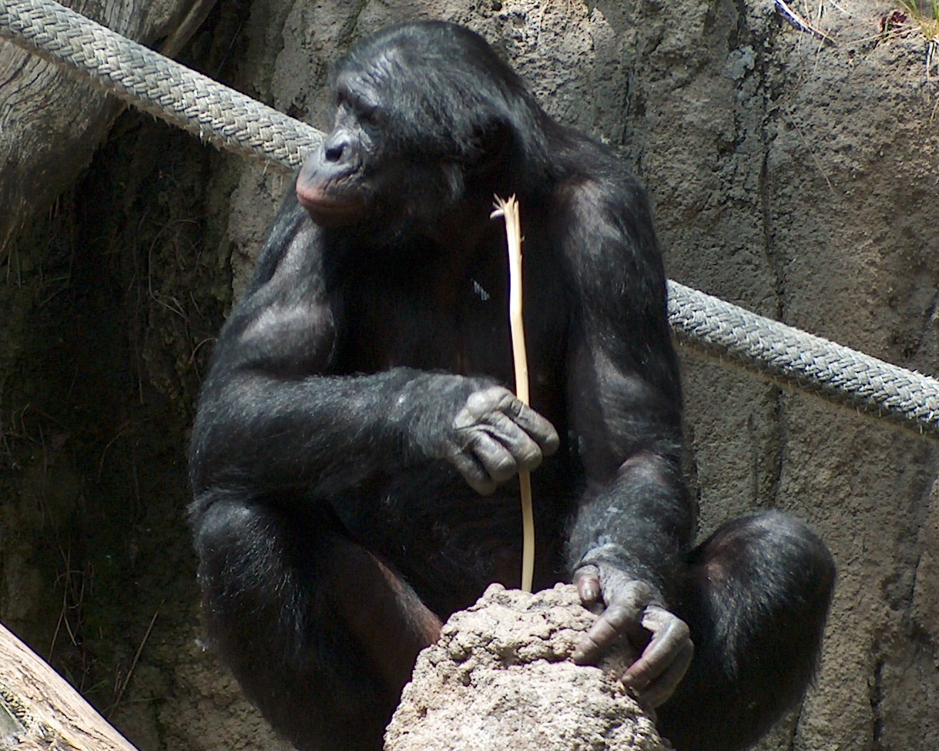 La moderna primatología ha desacreditado la anterior frase de Marx
