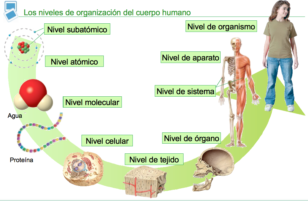 Nivel de organizaci%f3n.png