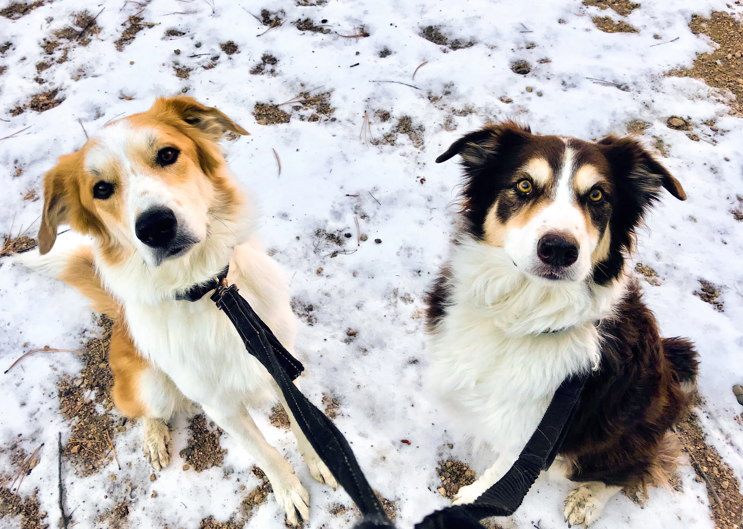 Lair O Bear_Evergreen-5.jpg