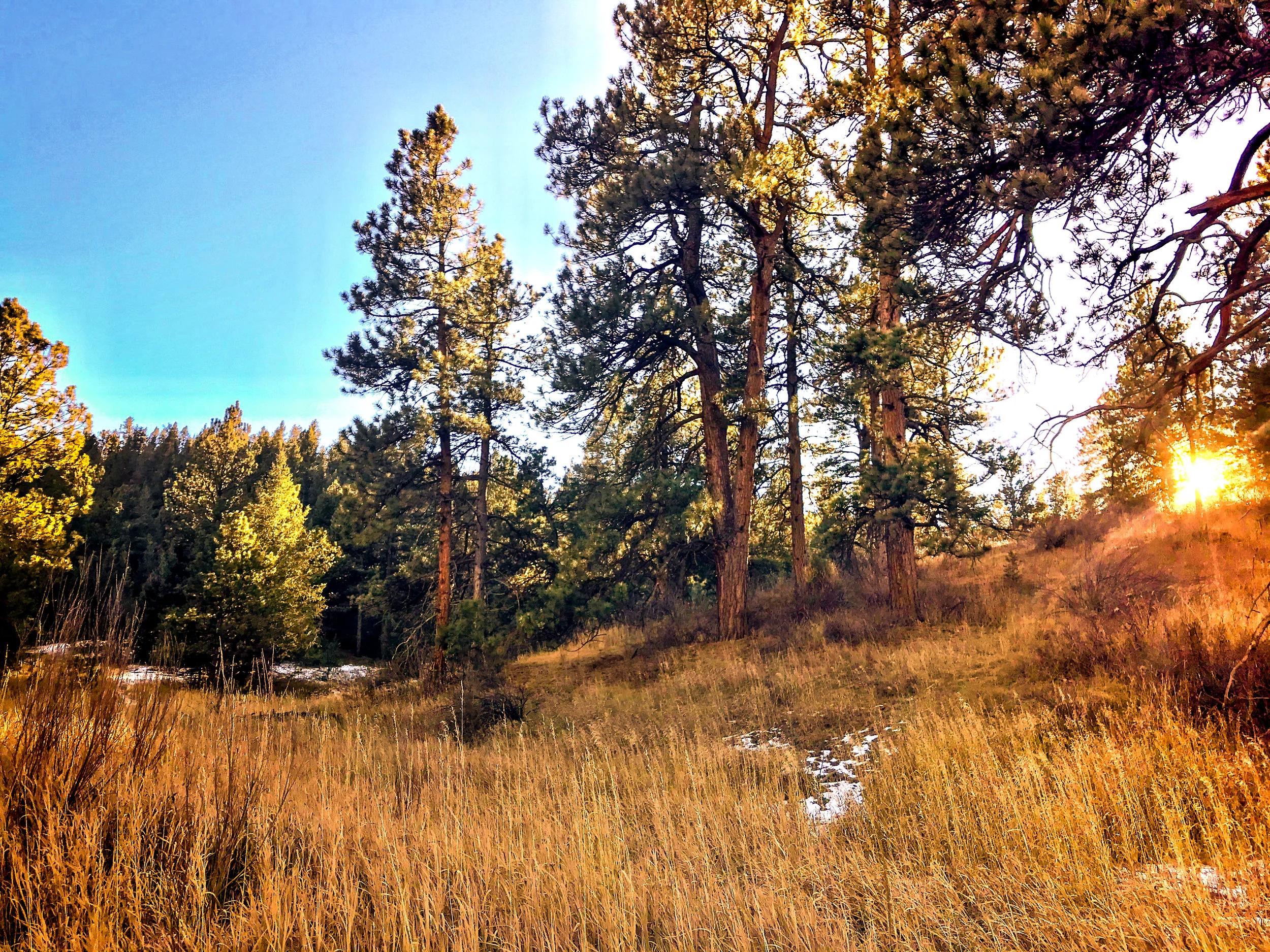 Lair O Bear_Evergreen-4.jpg