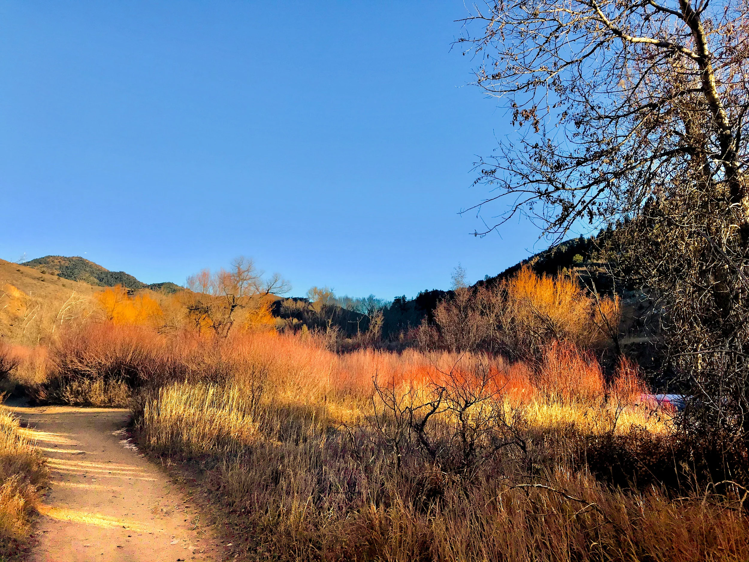 Lair O Bear_Evergreen-7.jpg