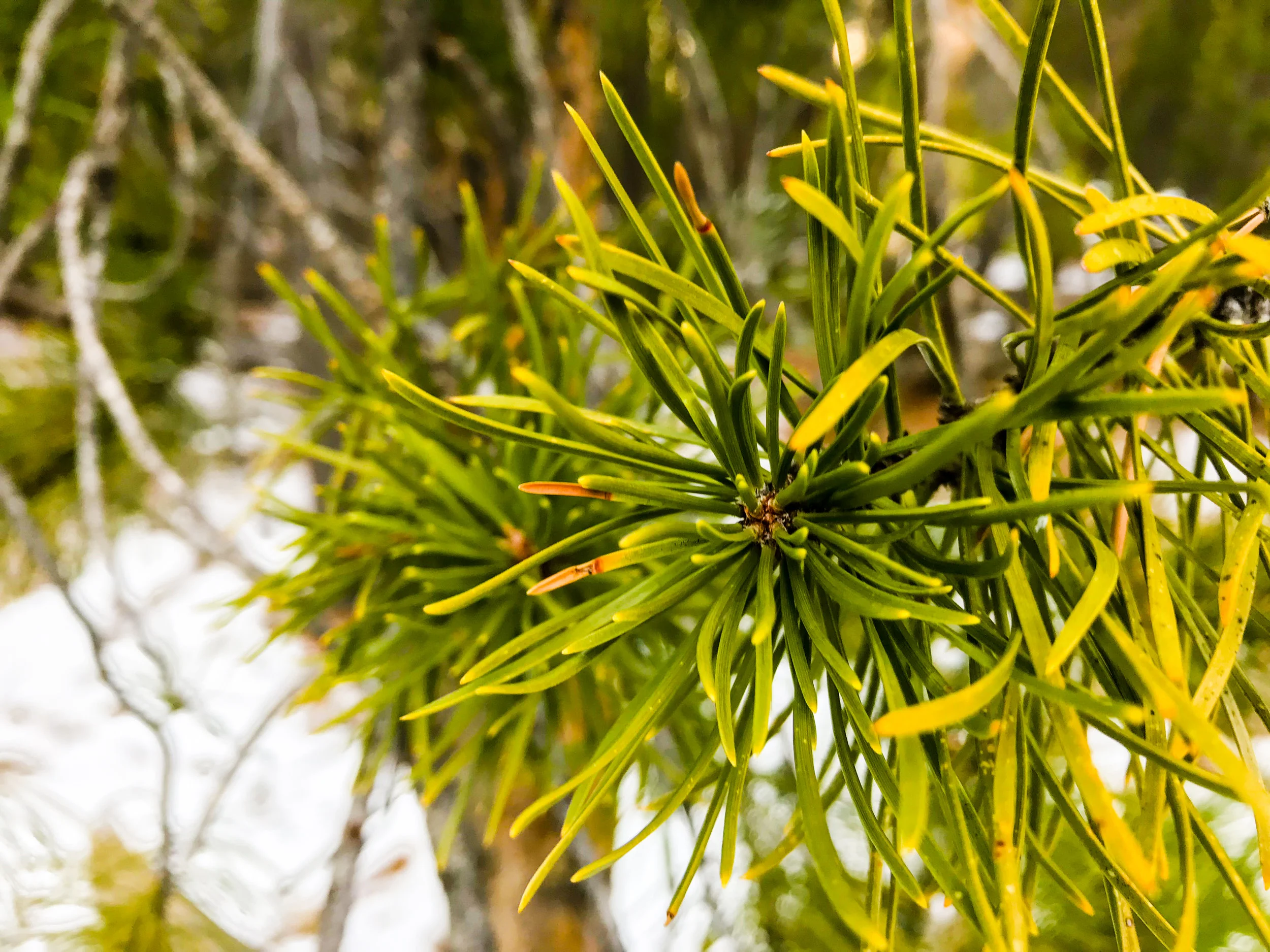 Elk Ridge Park_Evergreen-6.jpg