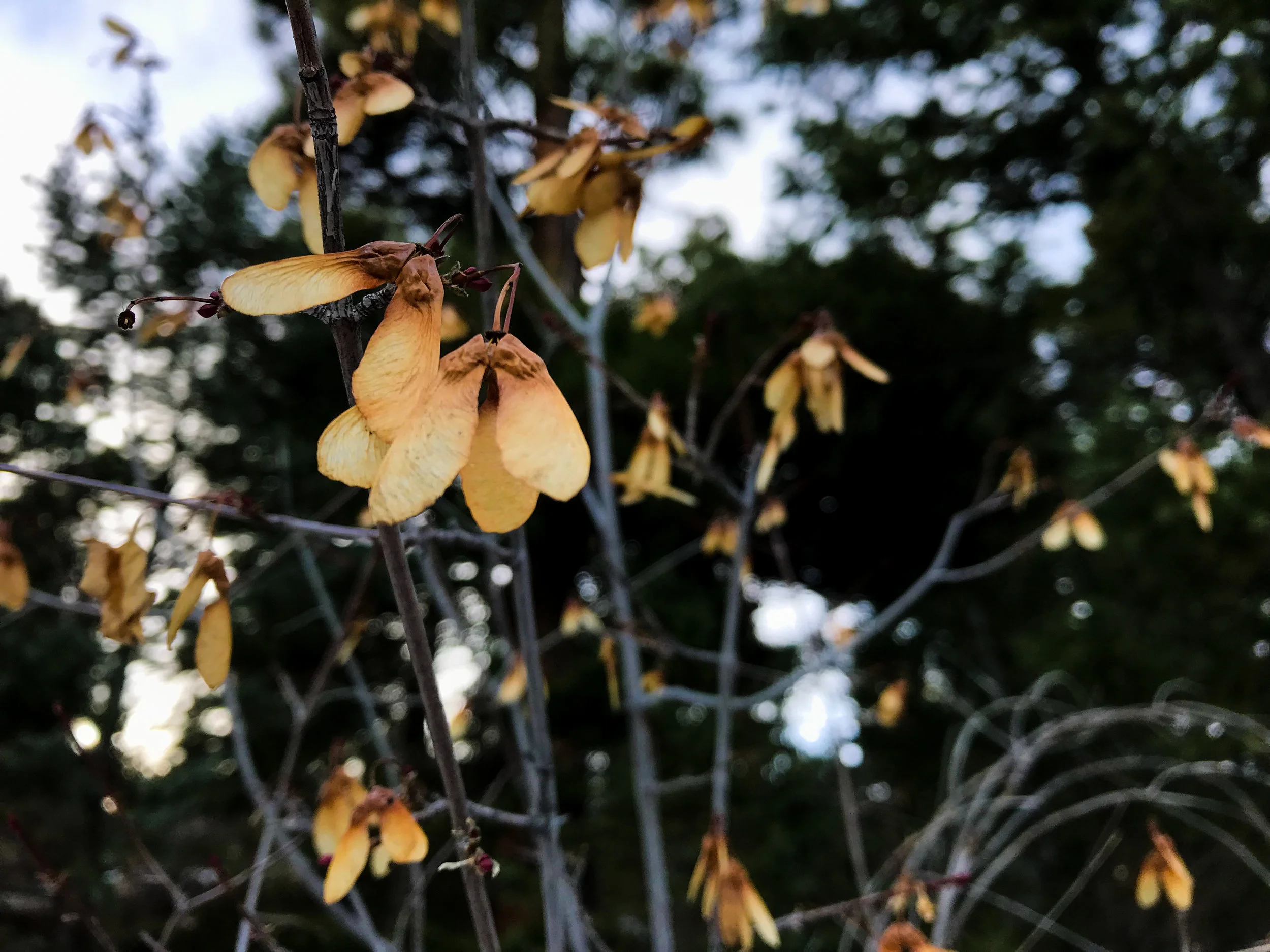 Elk Ridge Park_Evergreen-8.jpg