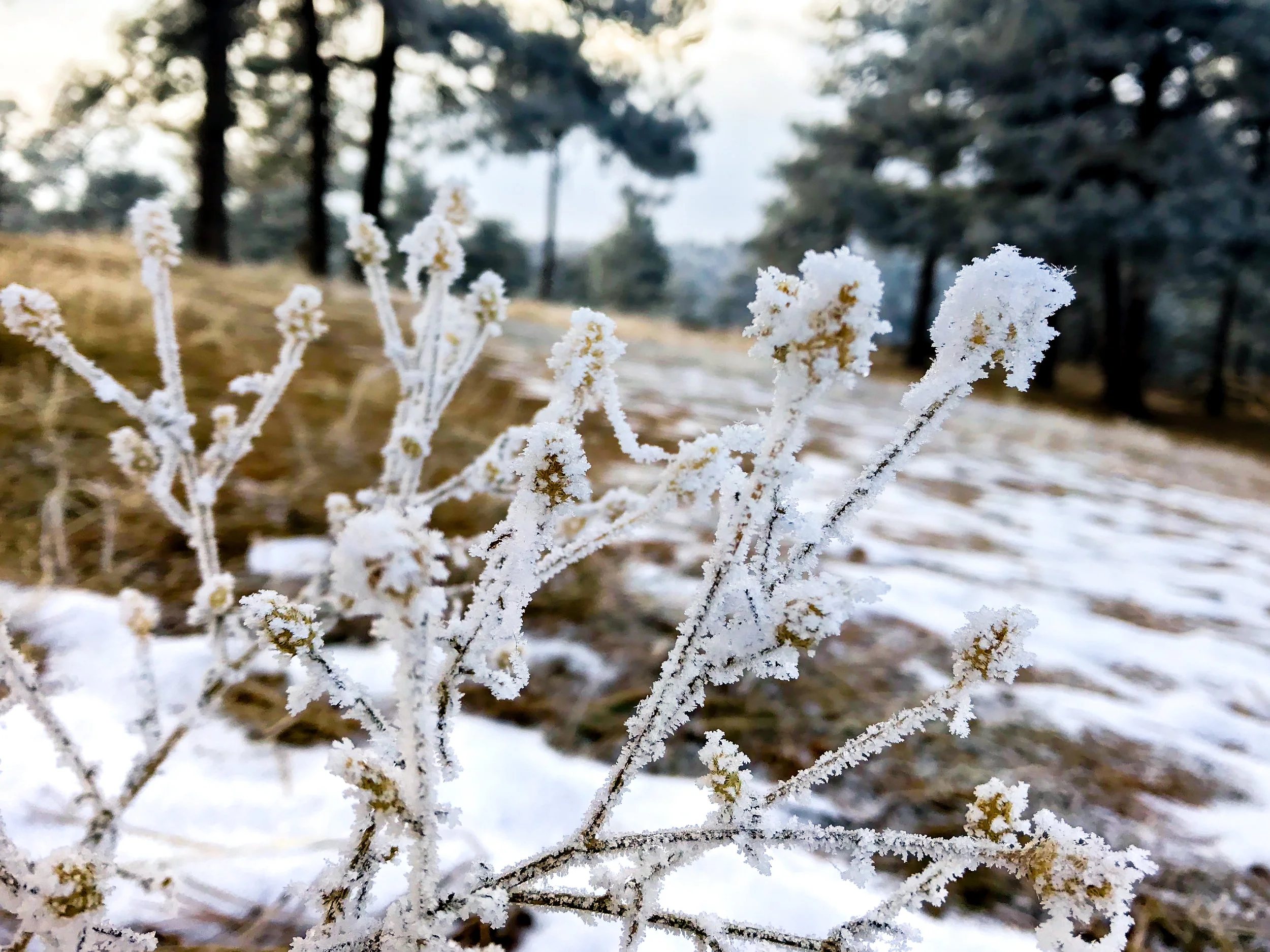 Windy Saddle Park_Golden-13.jpg