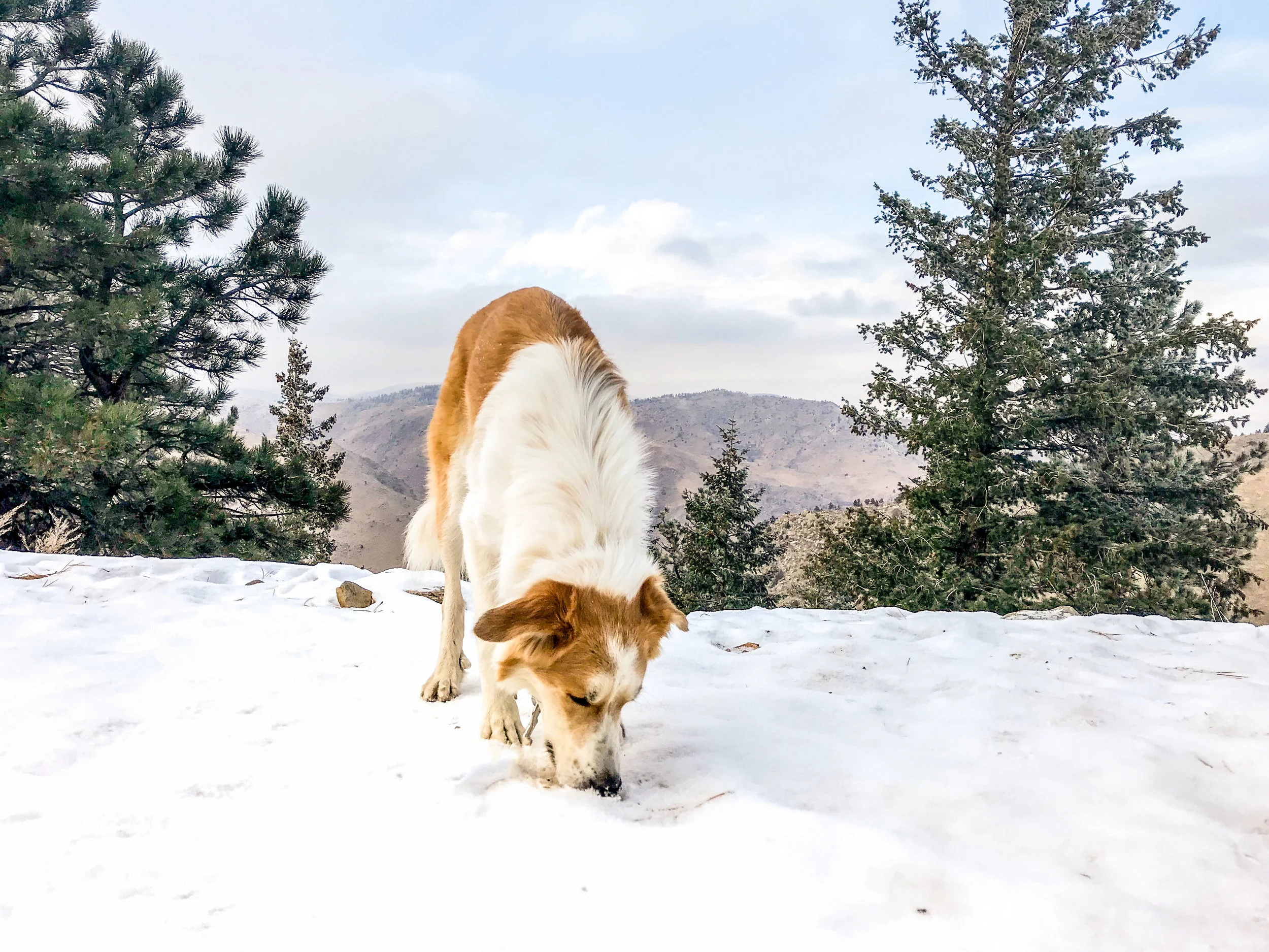 Windy Saddle Park_Golden-19.jpg