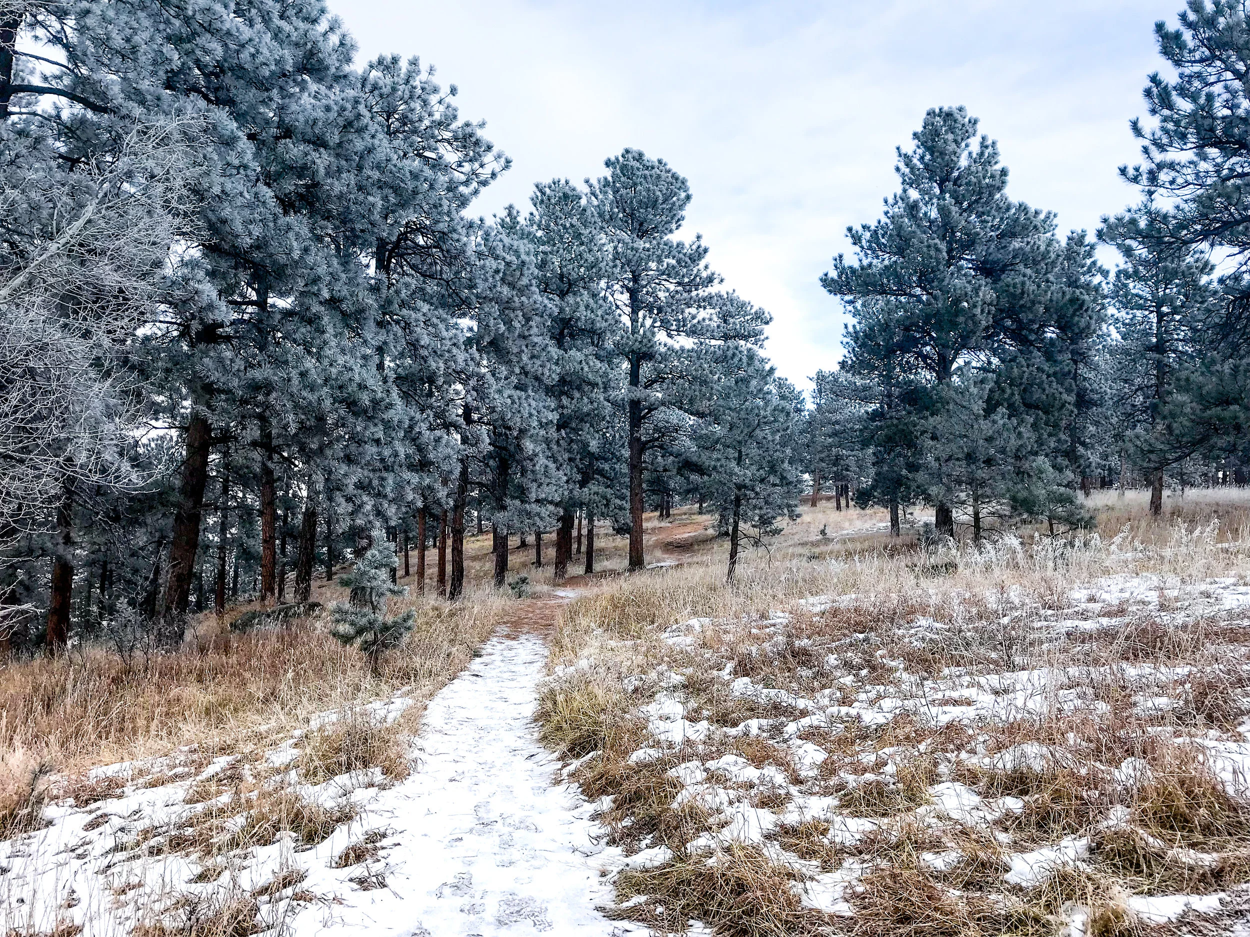 Windy Saddle Park_Golden-8.jpg