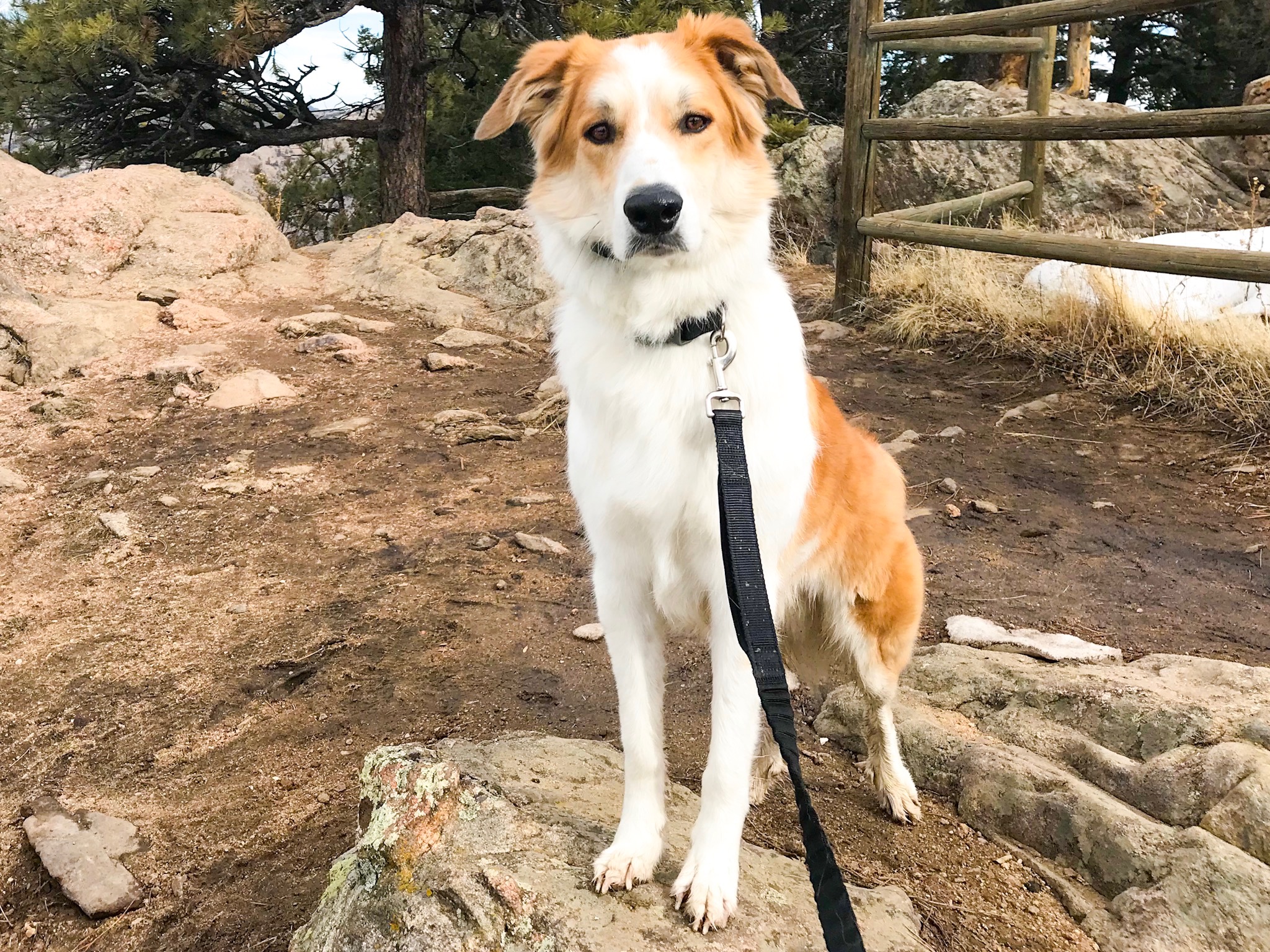 Mozzy_Mount Falcon.jpeg