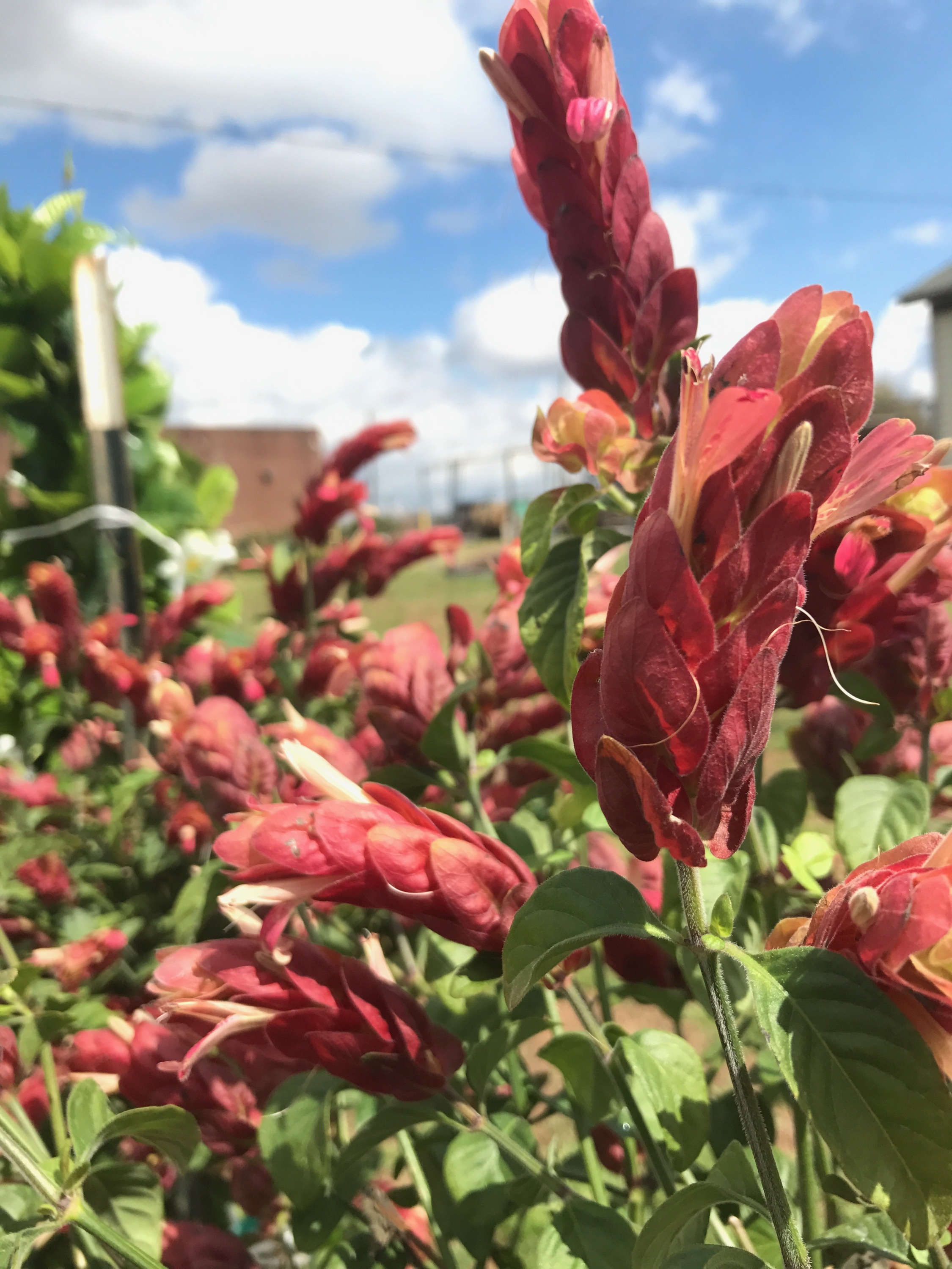  SHRIMP PLANT 