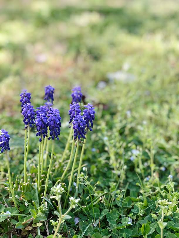 BLUE BONNETS