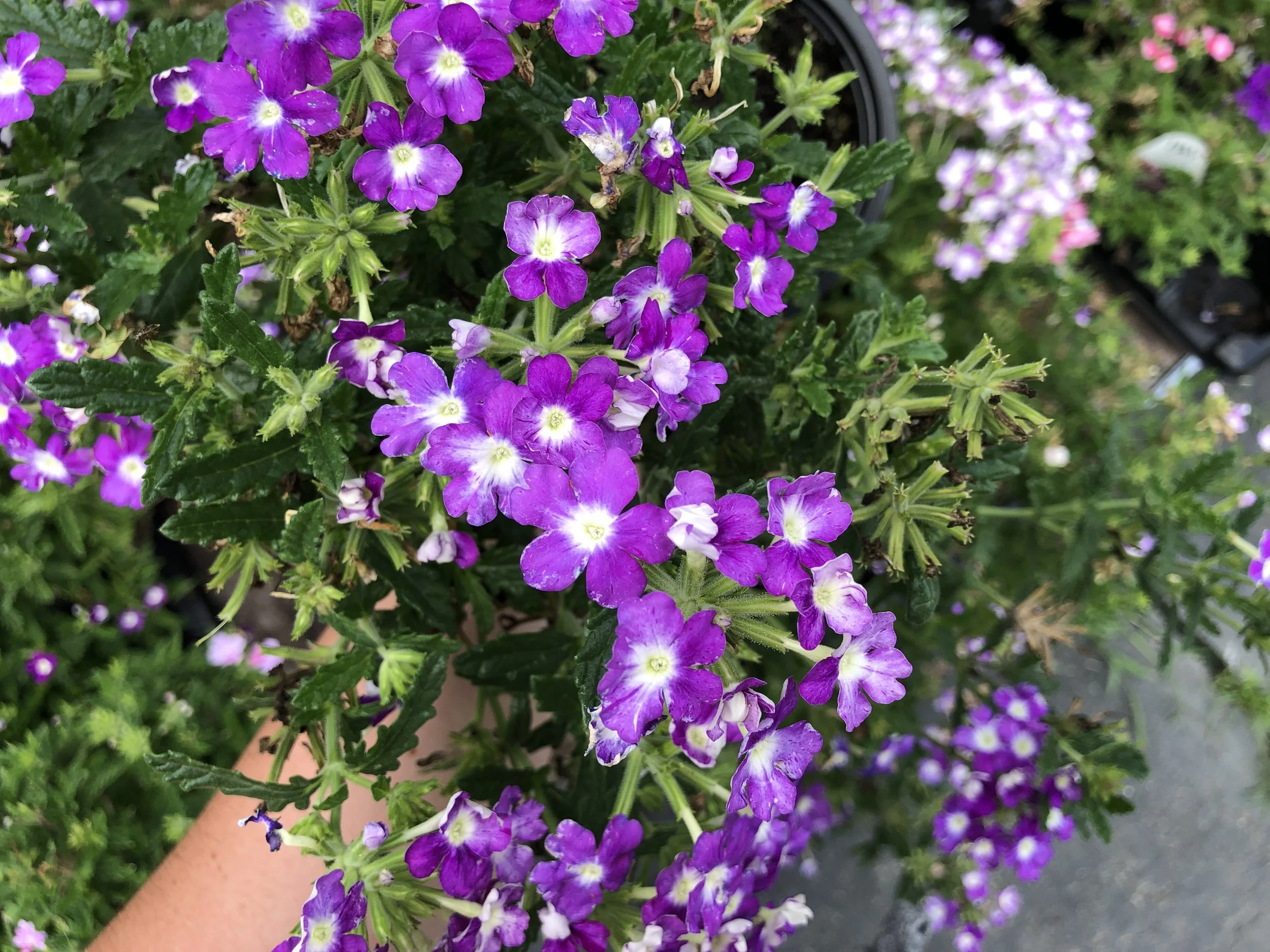 10 Flowers That Can Withstand The Heat — Garden Valley Market