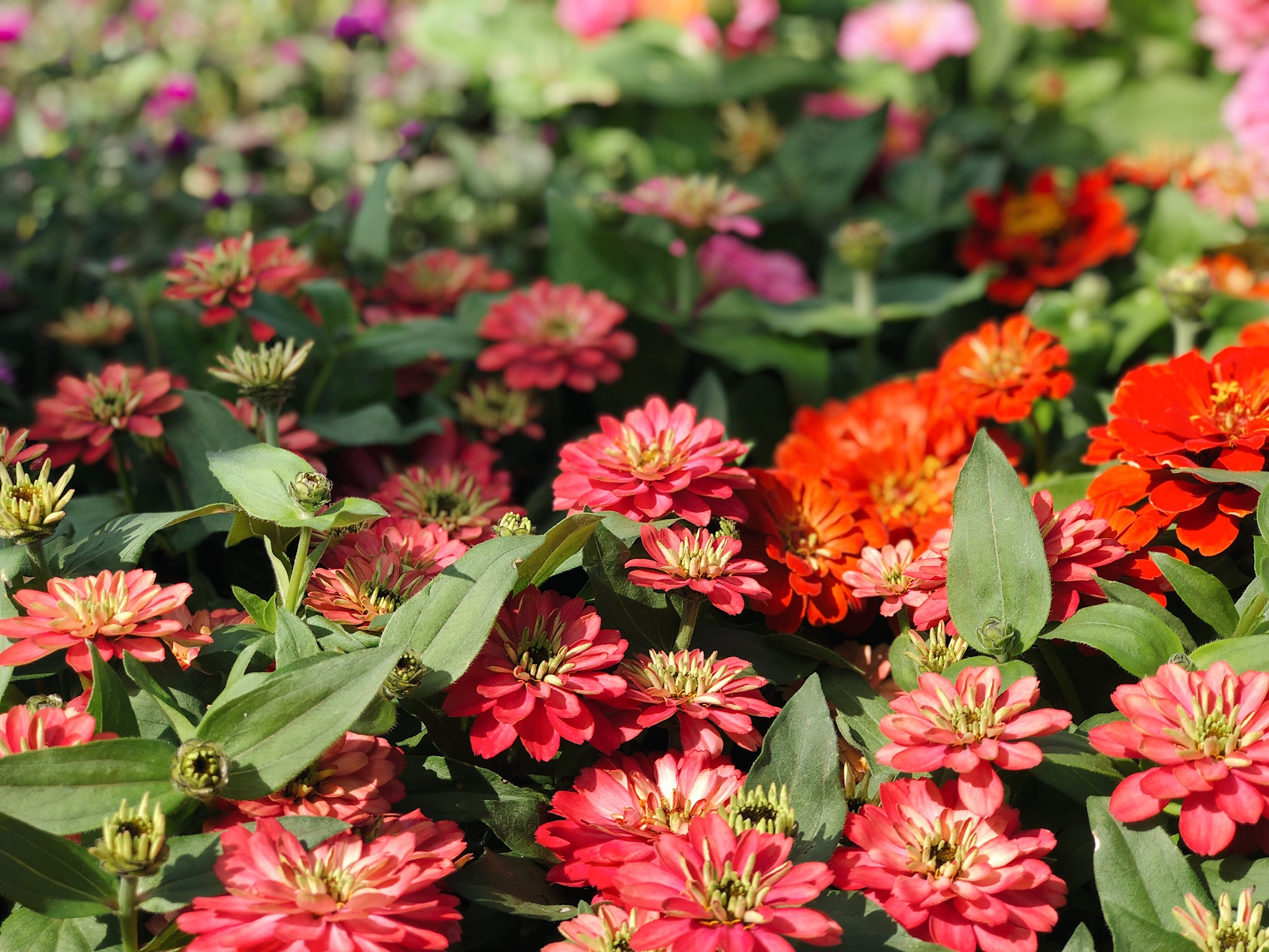 10 Flowers That Can Withstand The Heat — Garden Valley Market
