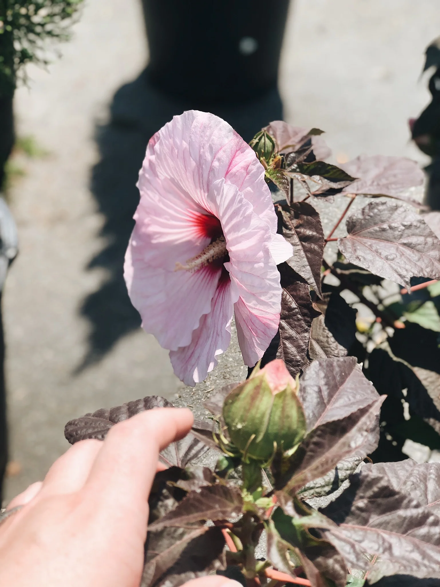 10 Flowers That Can Withstand The Heat Garden Valley Market