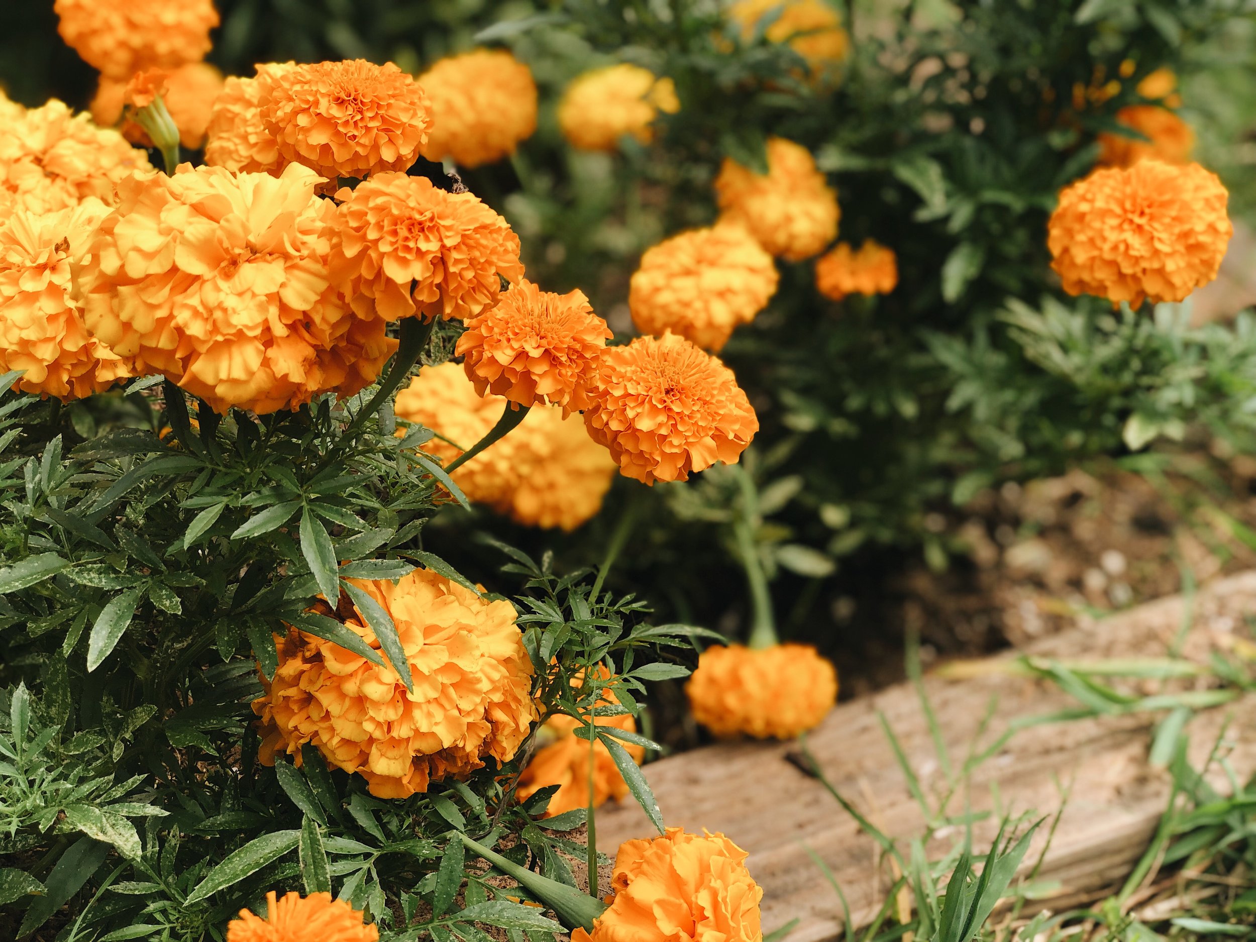 10 Flowers That Can Withstand The Heat — Garden Valley Market