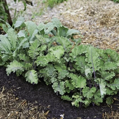 Image via Fine Gardening