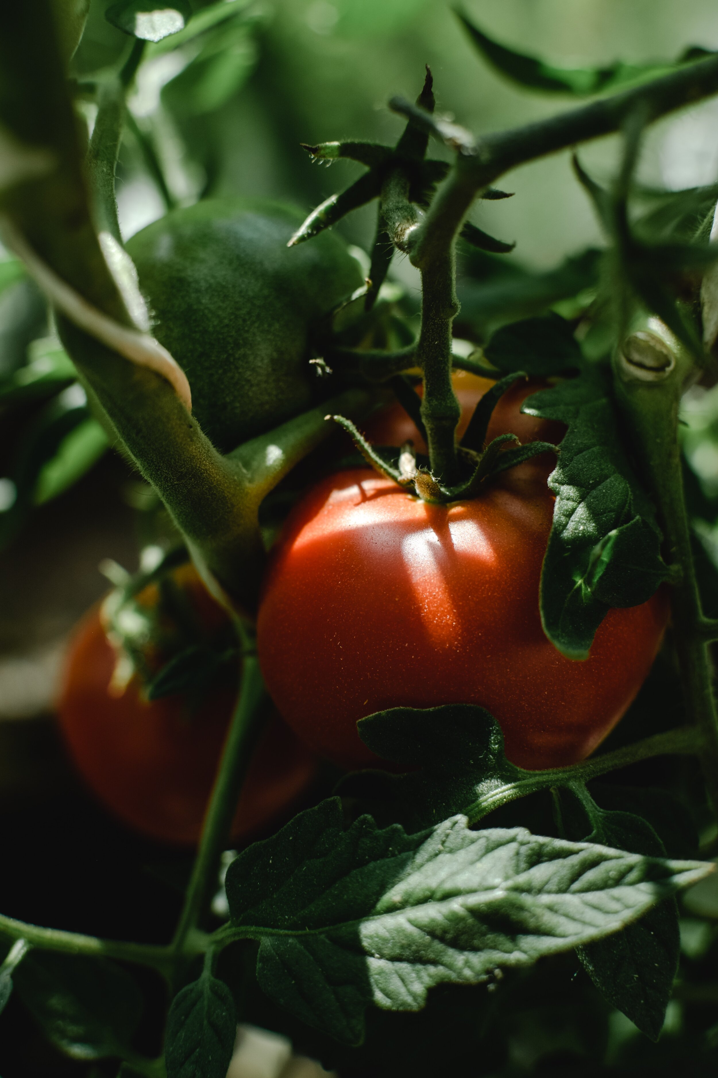 6 Secrets for Growing the Tastiest Tomatoes